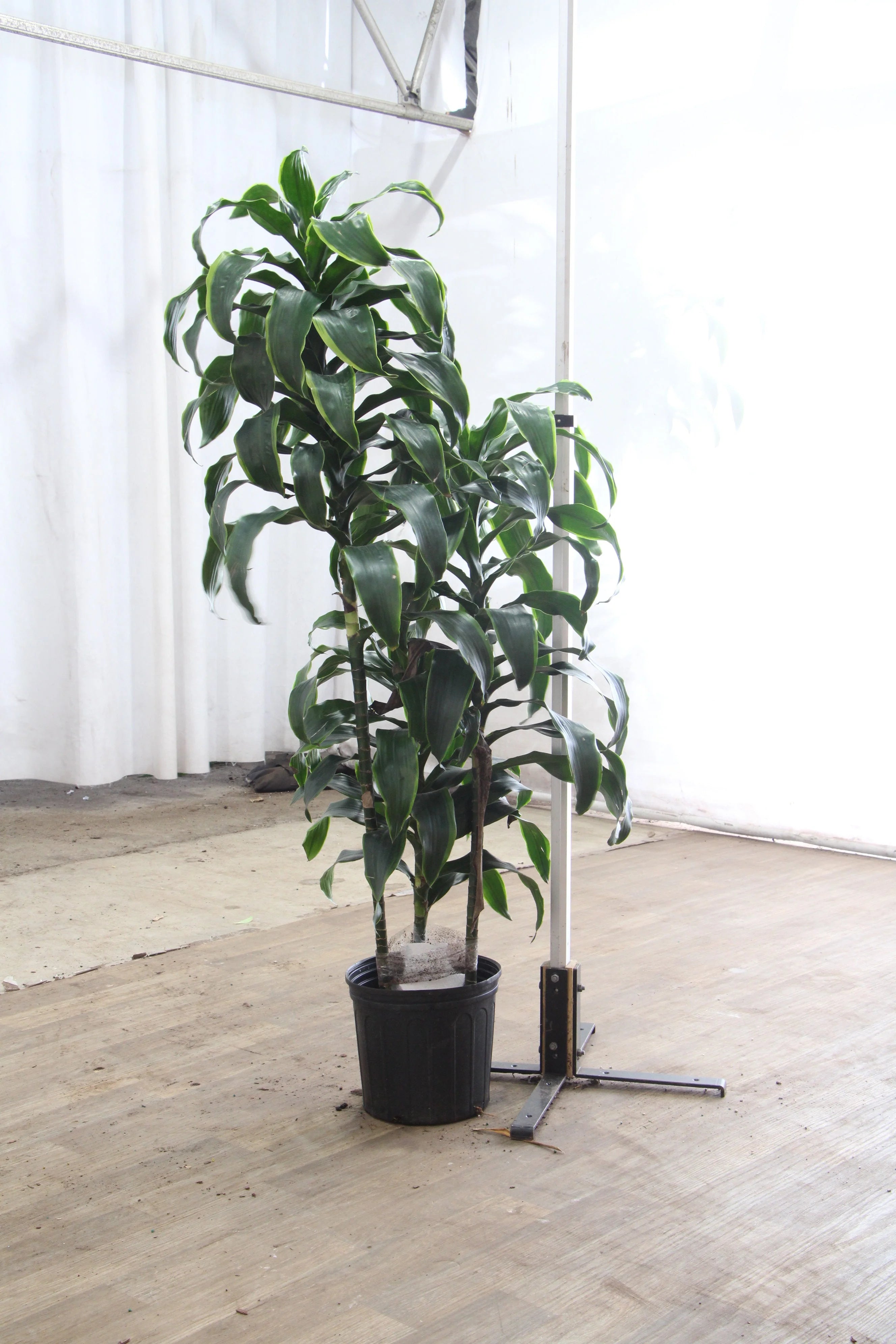 Extra Large Dracaena 'Carmen' Cane