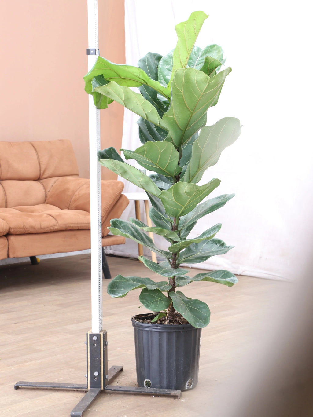Extra Large Fiddle Leaf Fig Pole