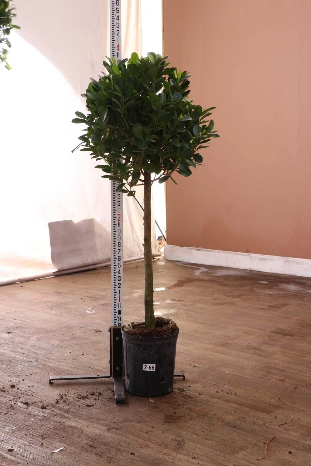 Extra Large Ficus Danielle