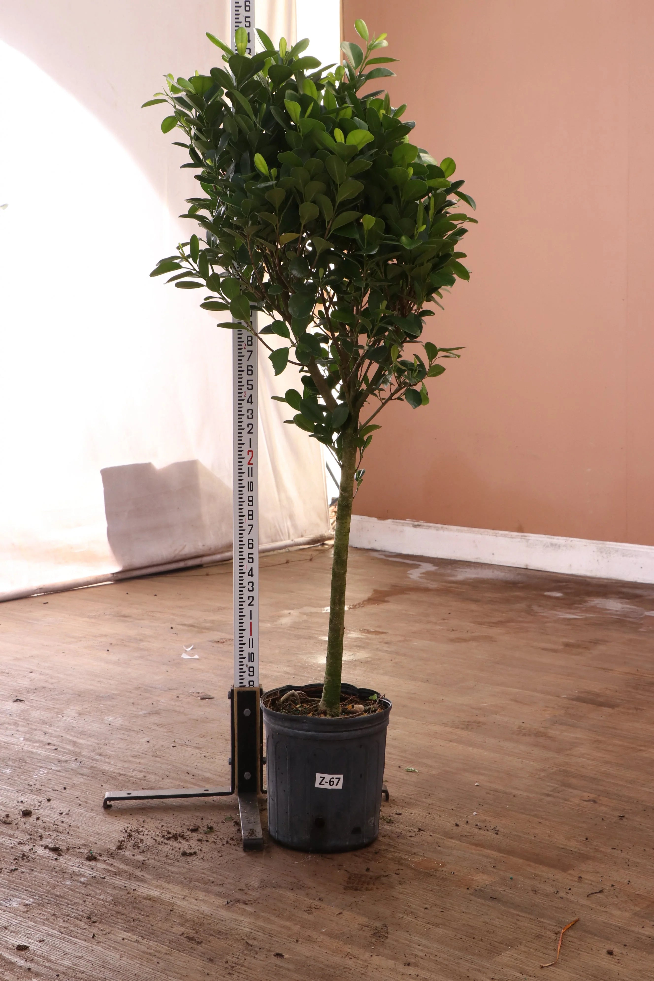 Extra Large Ficus Danielle