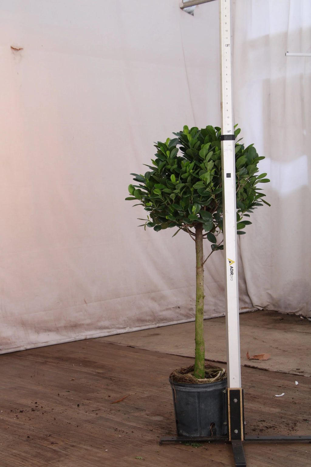 Extra Large Ficus Danielle