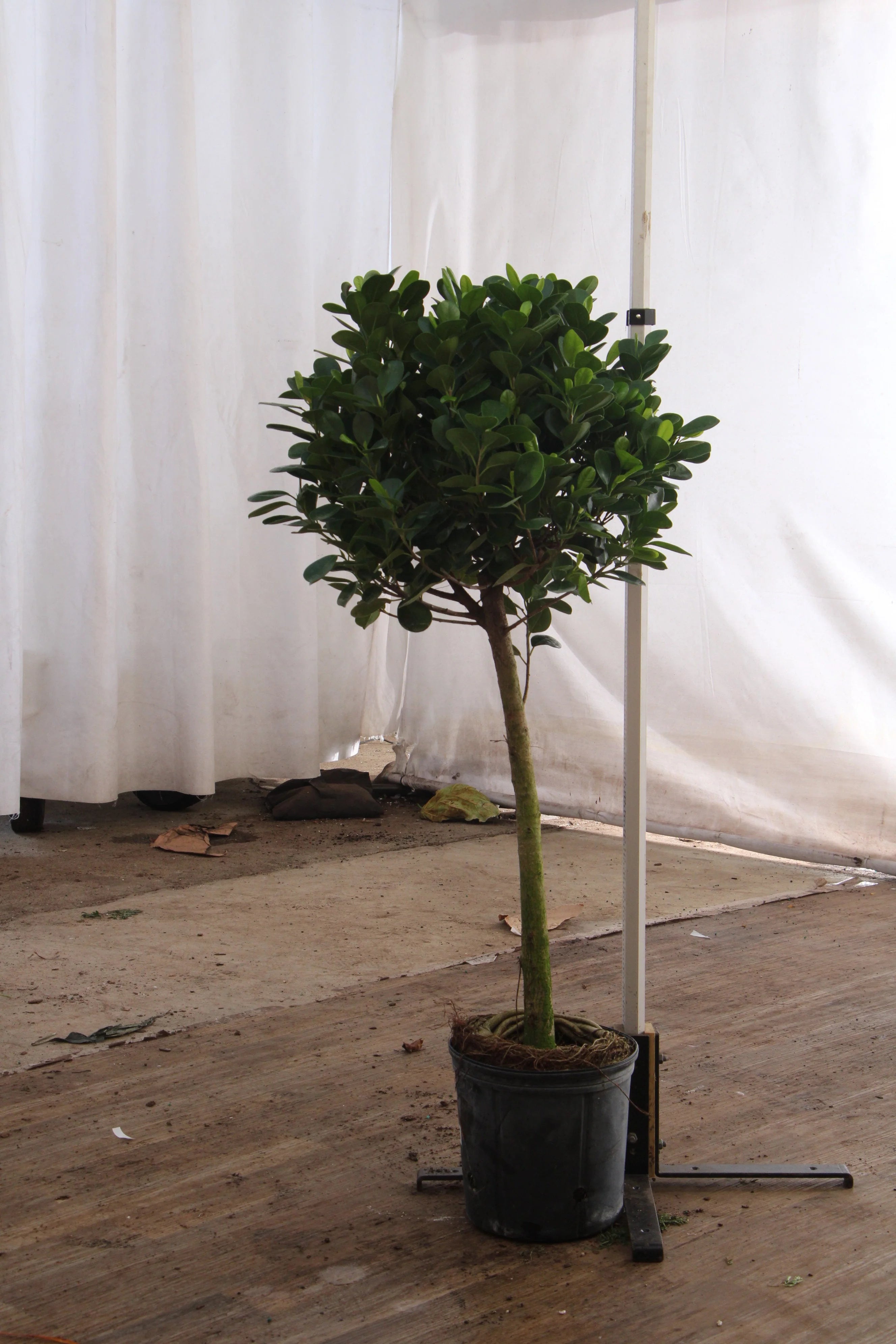 Extra Large Ficus Danielle