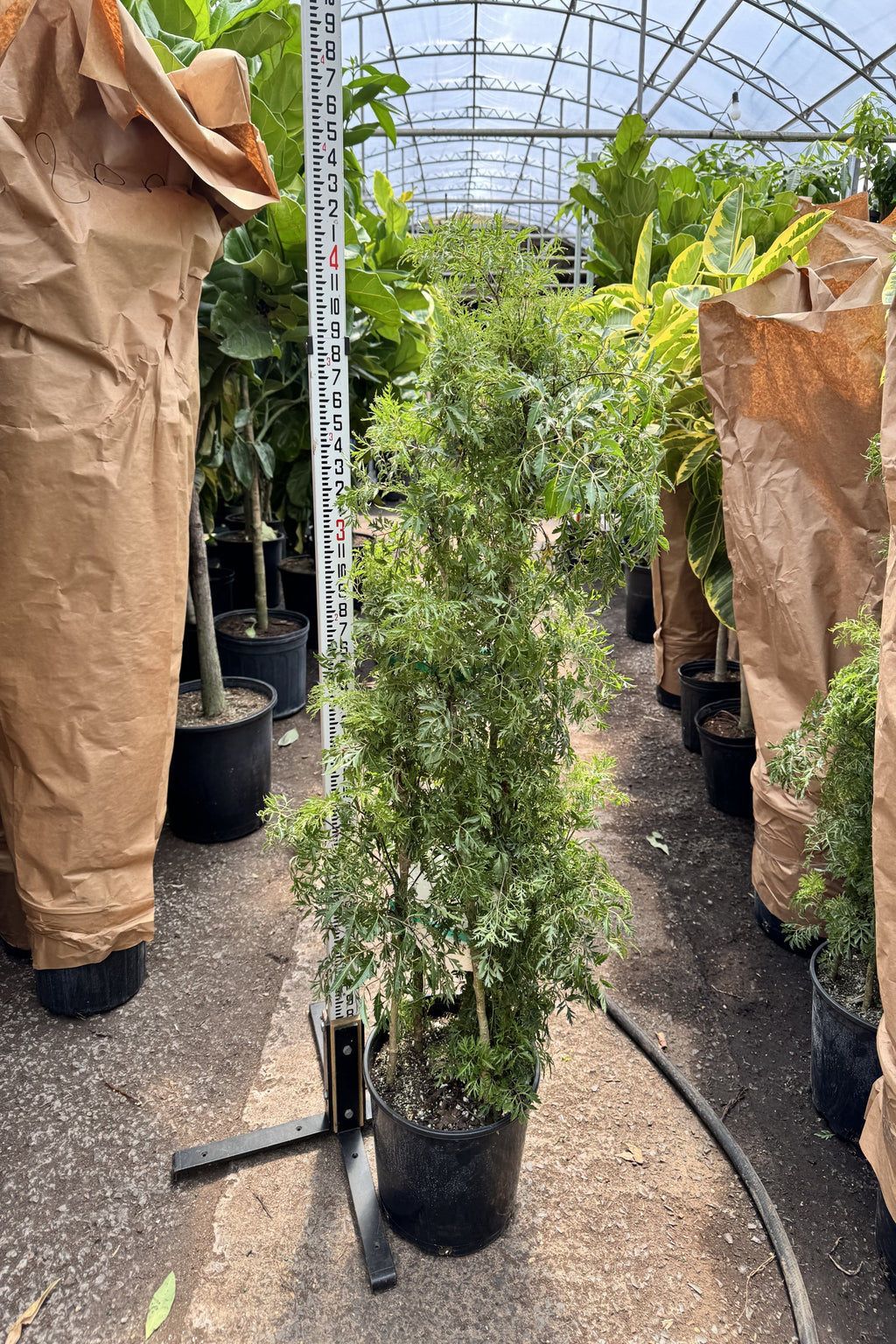 Extra Large Ming Aralia