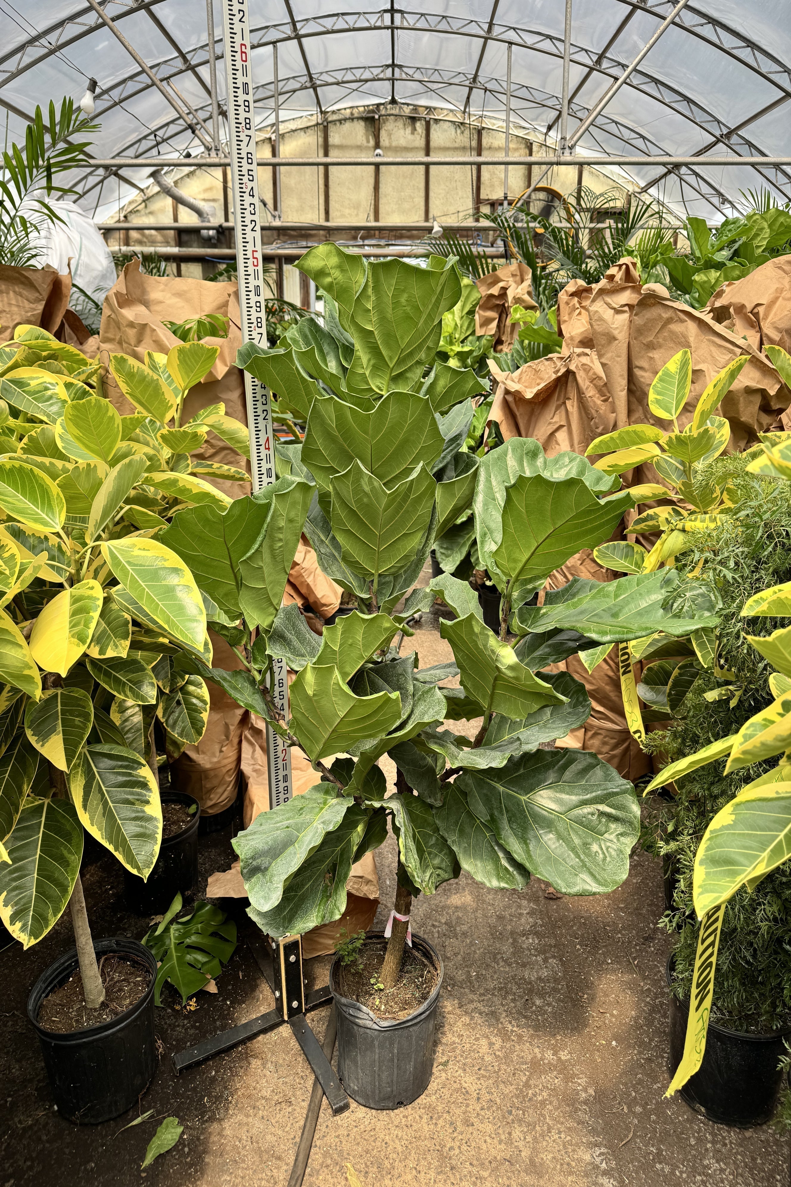 Extra Large Fiddle Leaf Fig