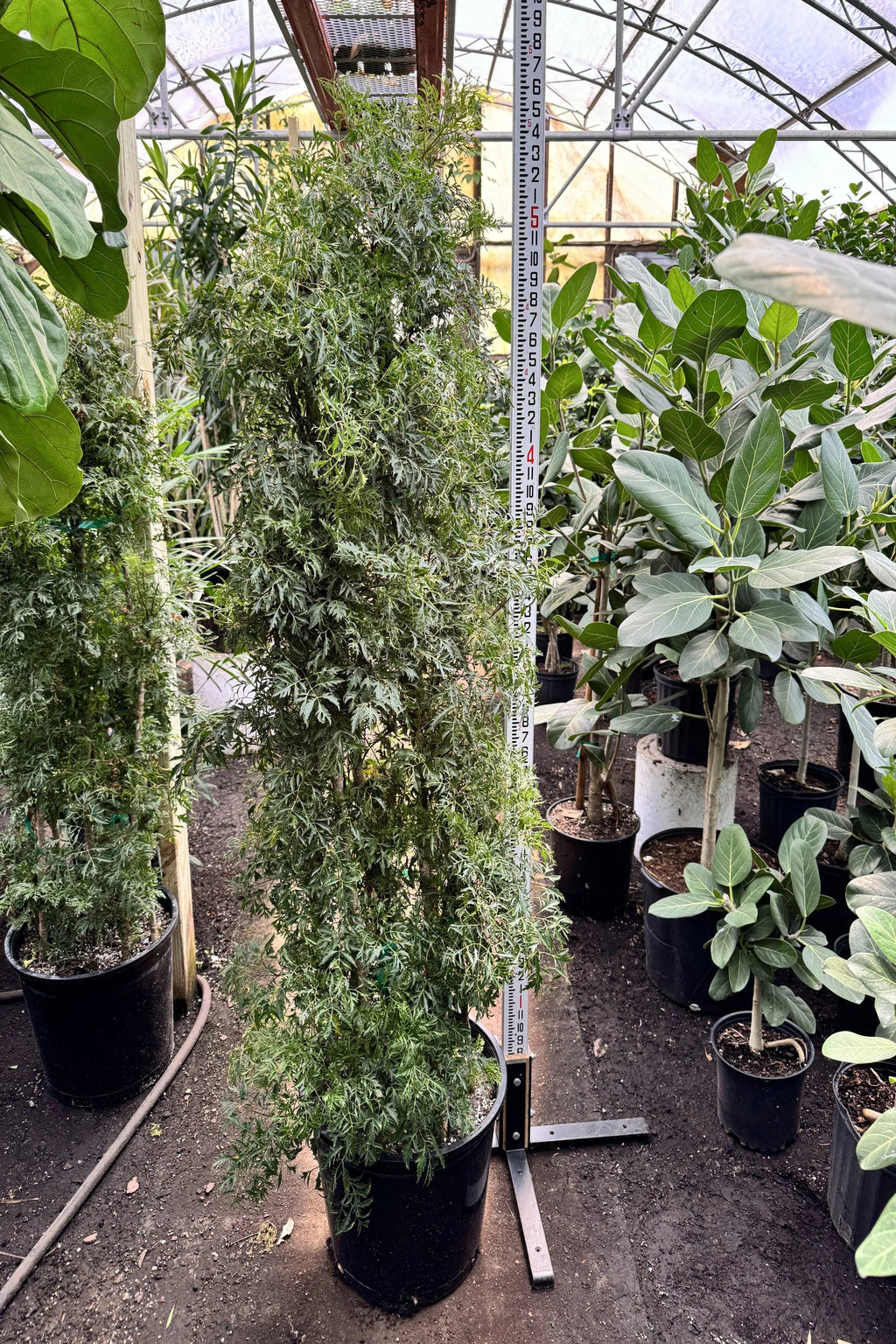 Full Size Ming Aralia