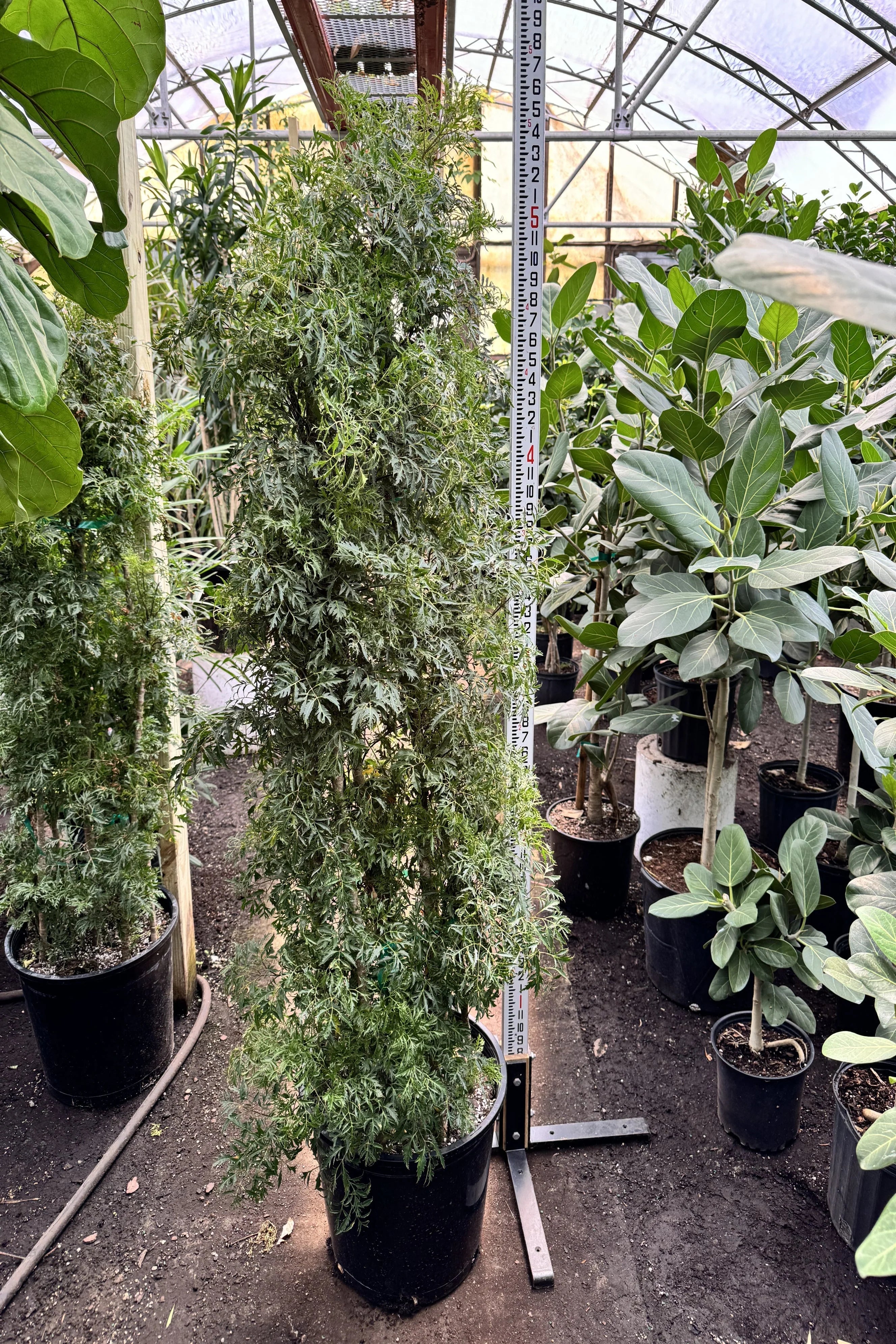 Full Size Ming Aralia