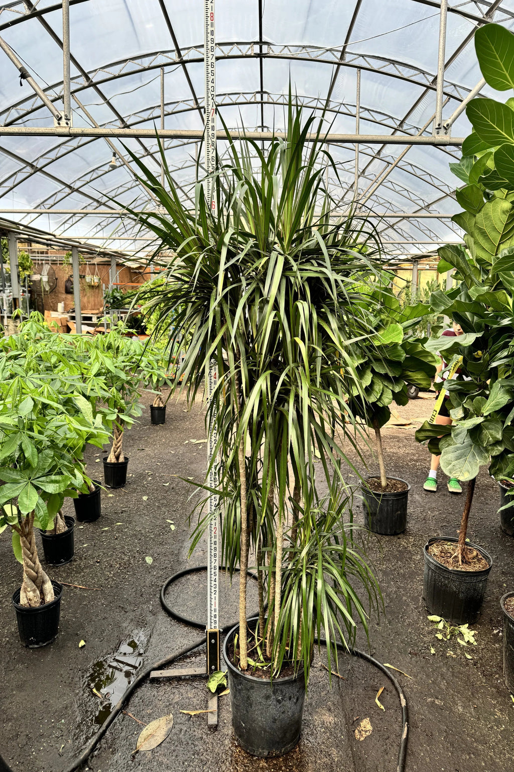 Full Size Dracaena 'Marginata'