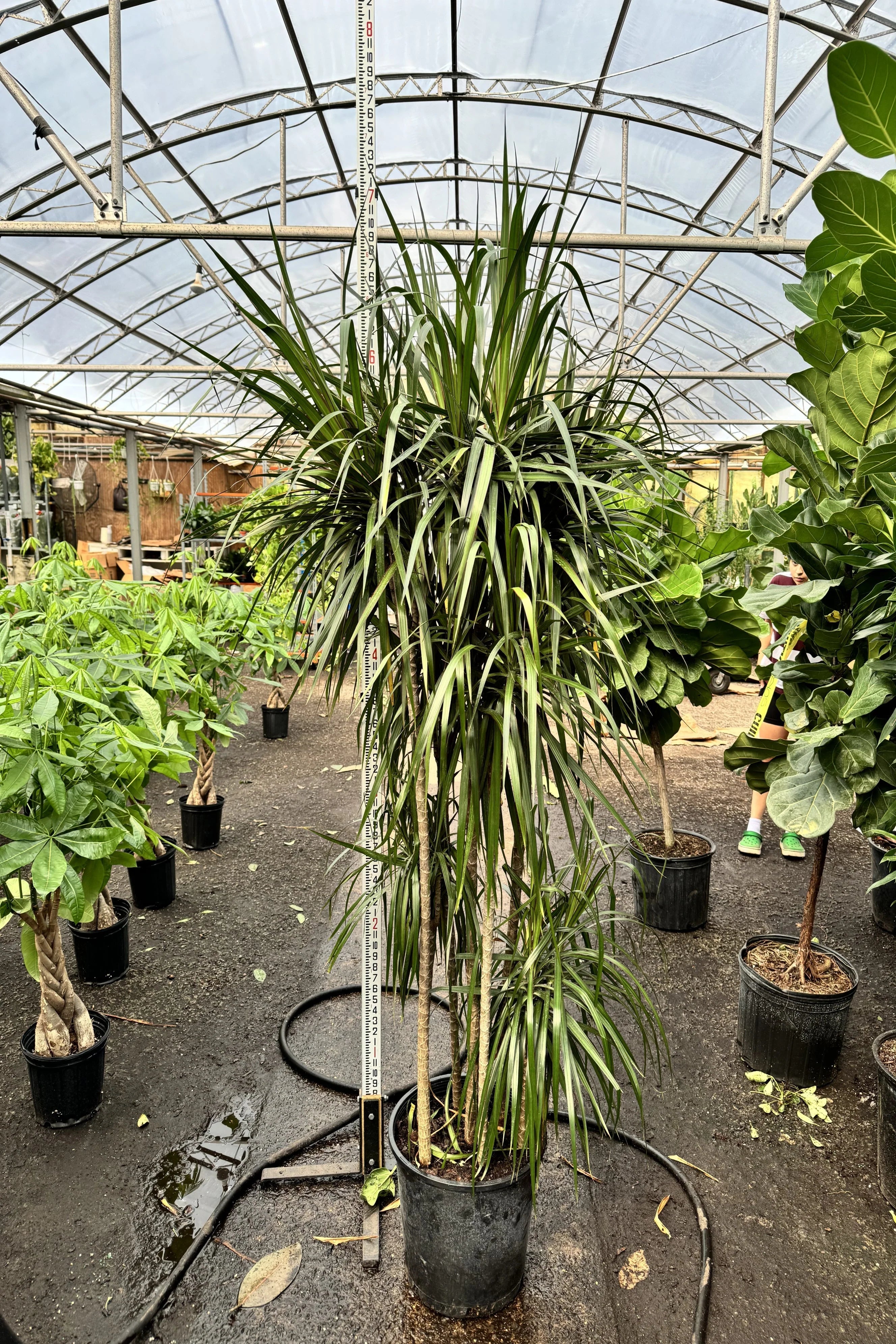 Full Size Dracaena 'Marginata'