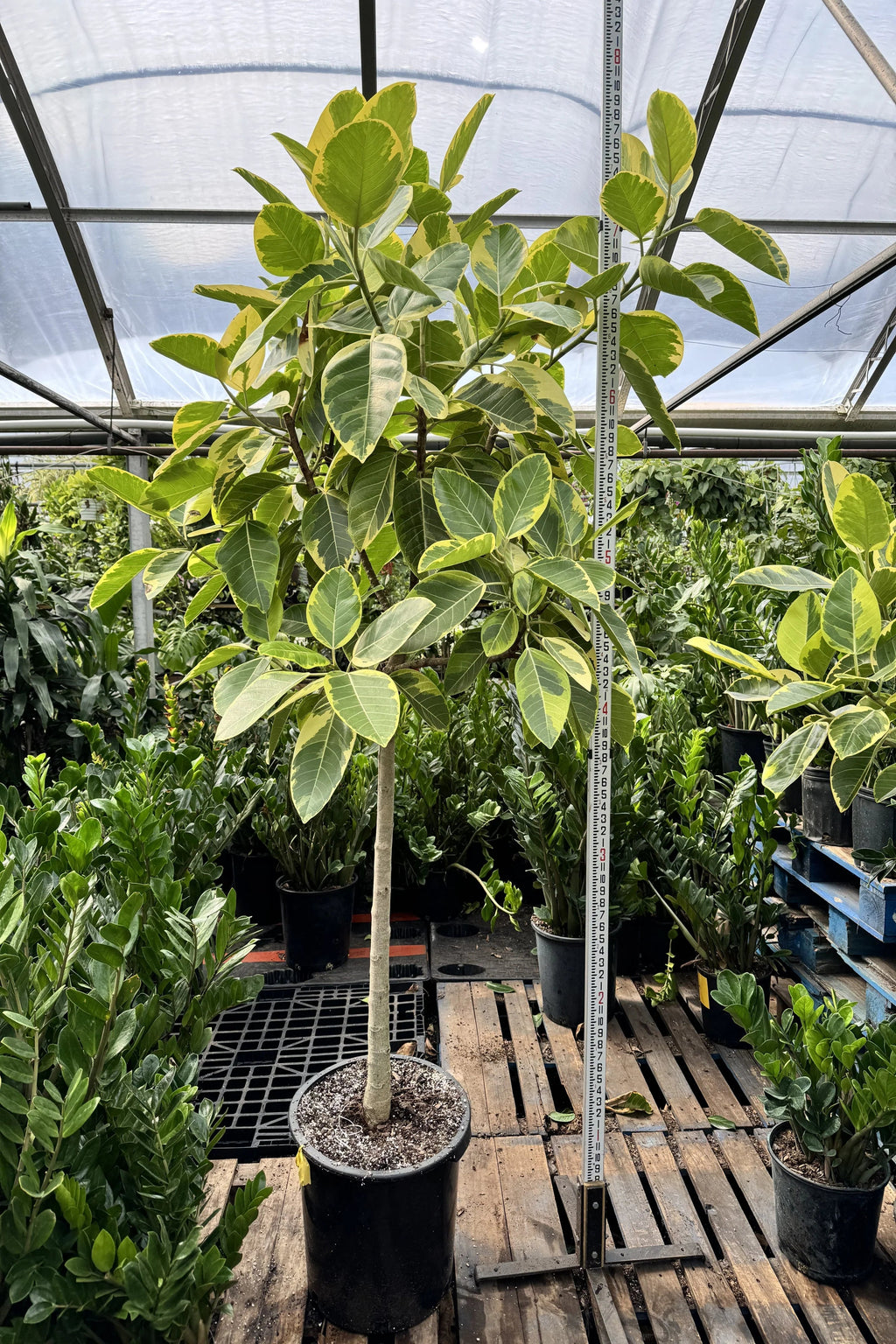 Huge Ficus 'Altissima'