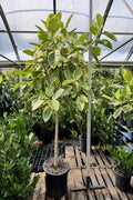 Huge Ficus 'Altissima'