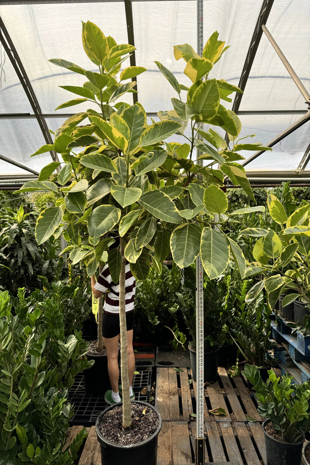 Huge Ficus 'Altissima'