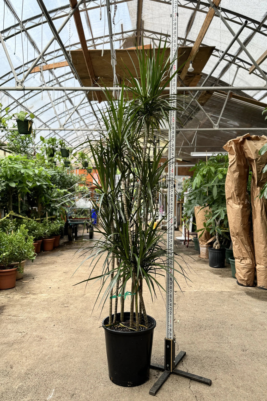 Full Size Dracaena 'Marginata'
