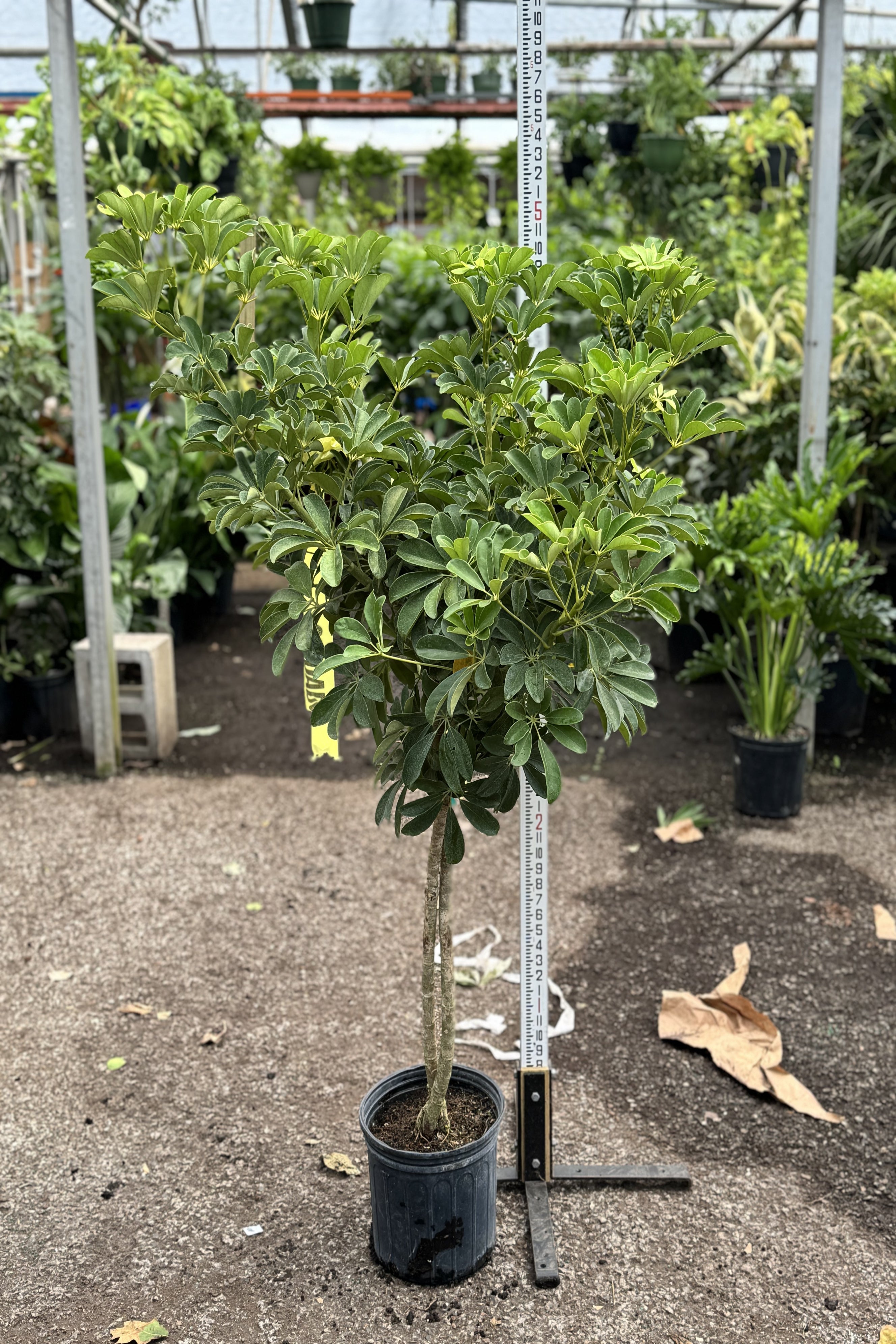 Extra Large Schefflera 'Arboricola'