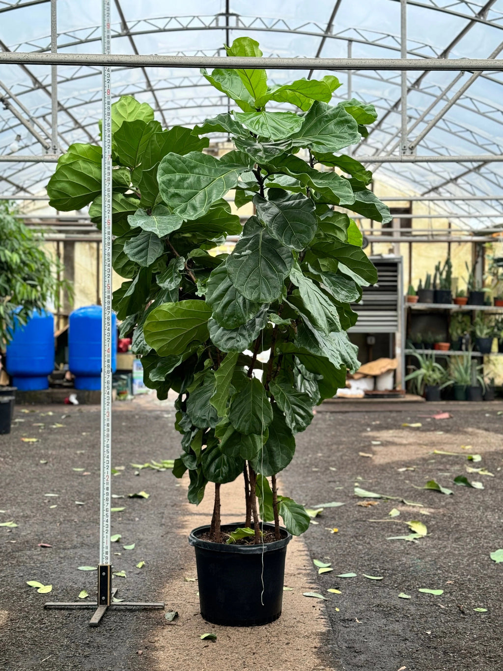 Huge Fiddle Leaf Fig