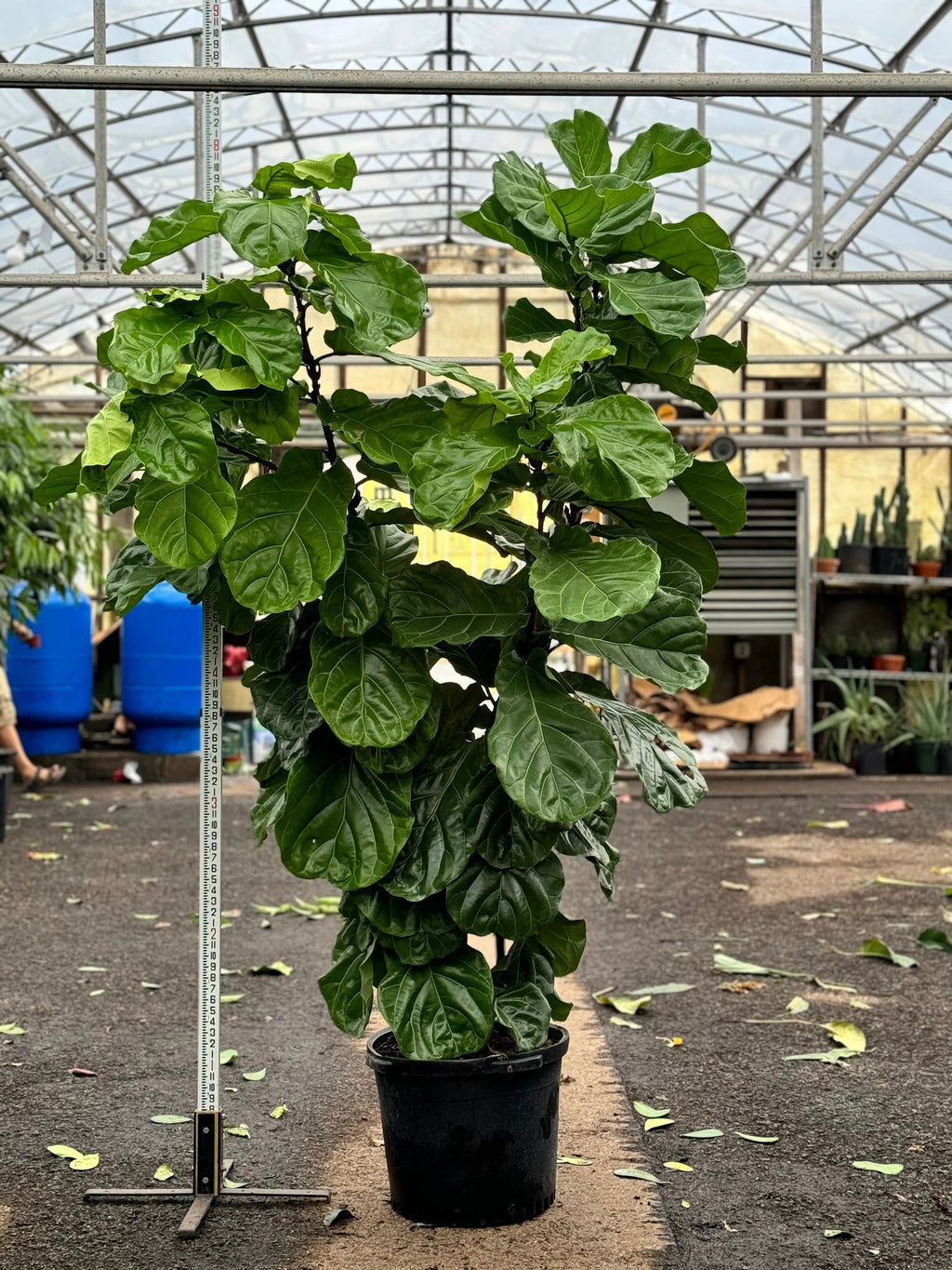 Huge Fiddle Leaf Fig