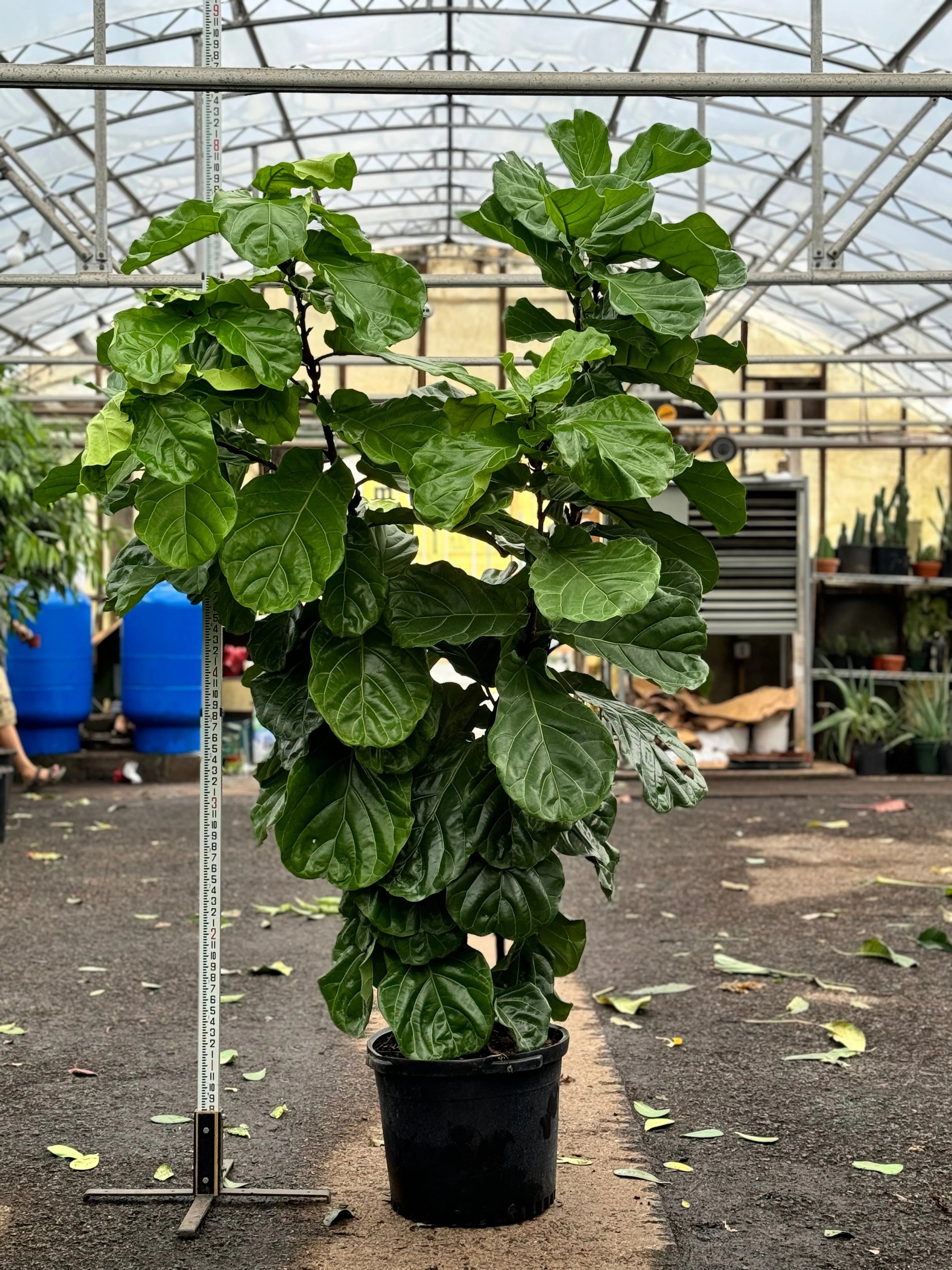 Huge Fiddle Leaf Fig