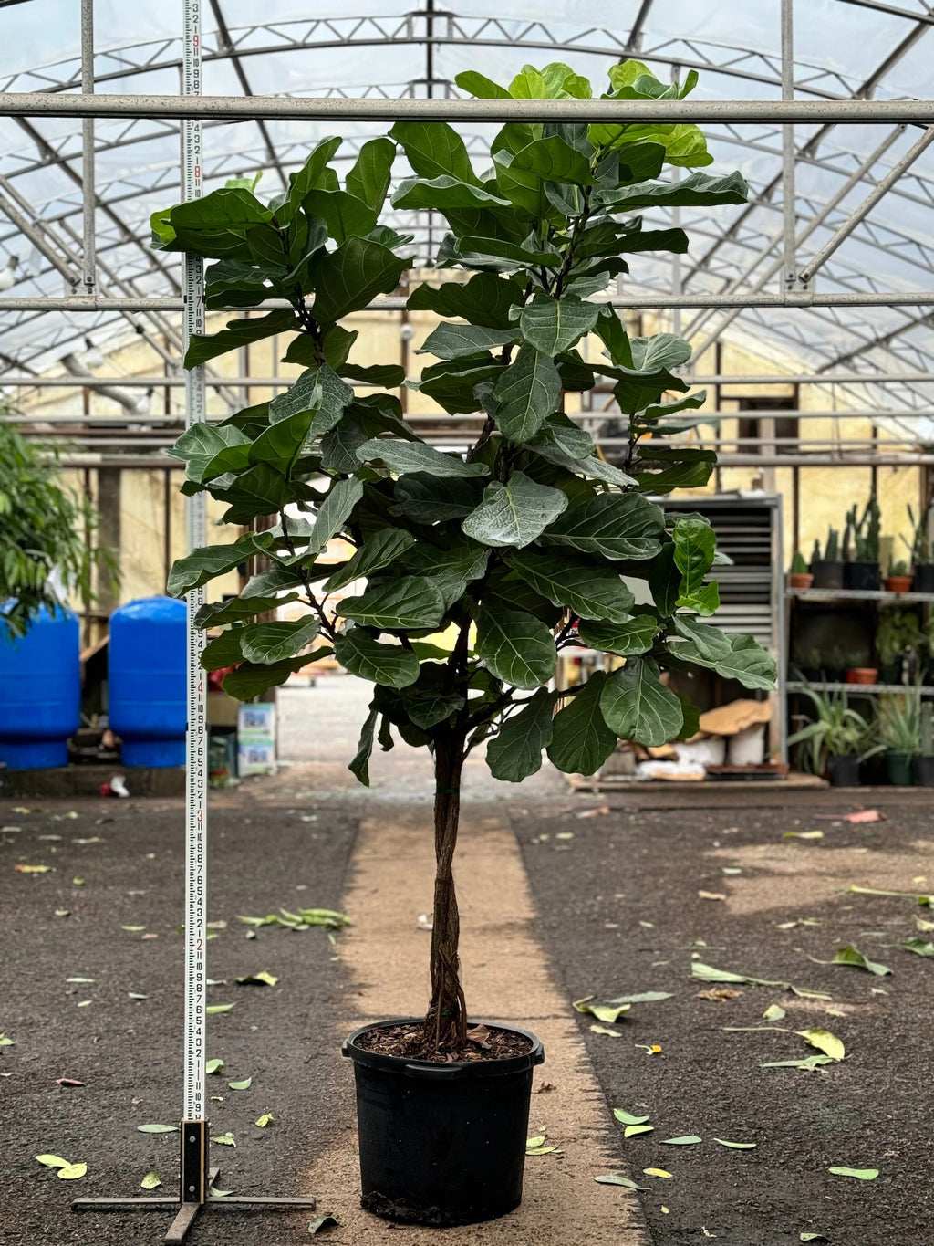 Huge Fiddle Leaf Fig