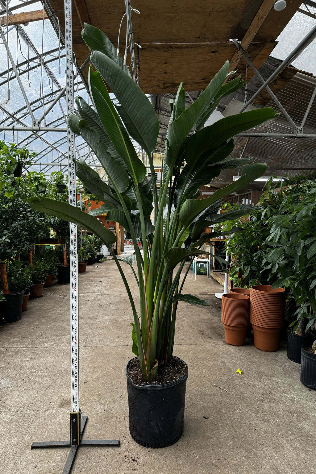 Huge Bird of Paradise