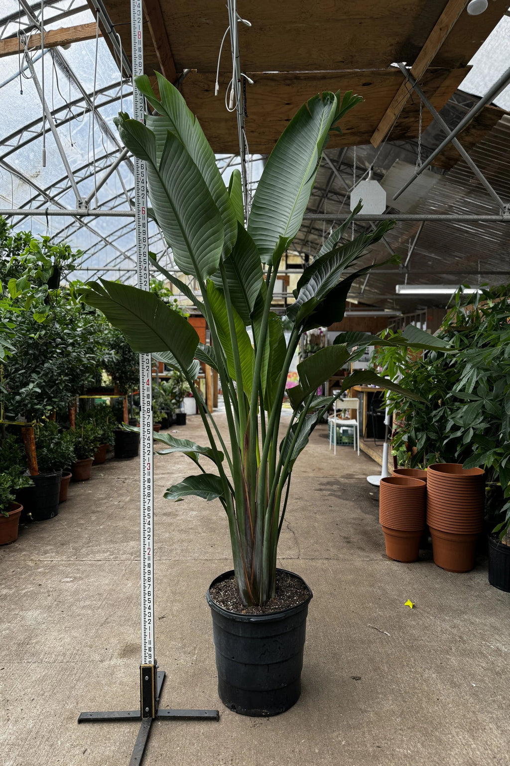 Huge Bird of Paradise