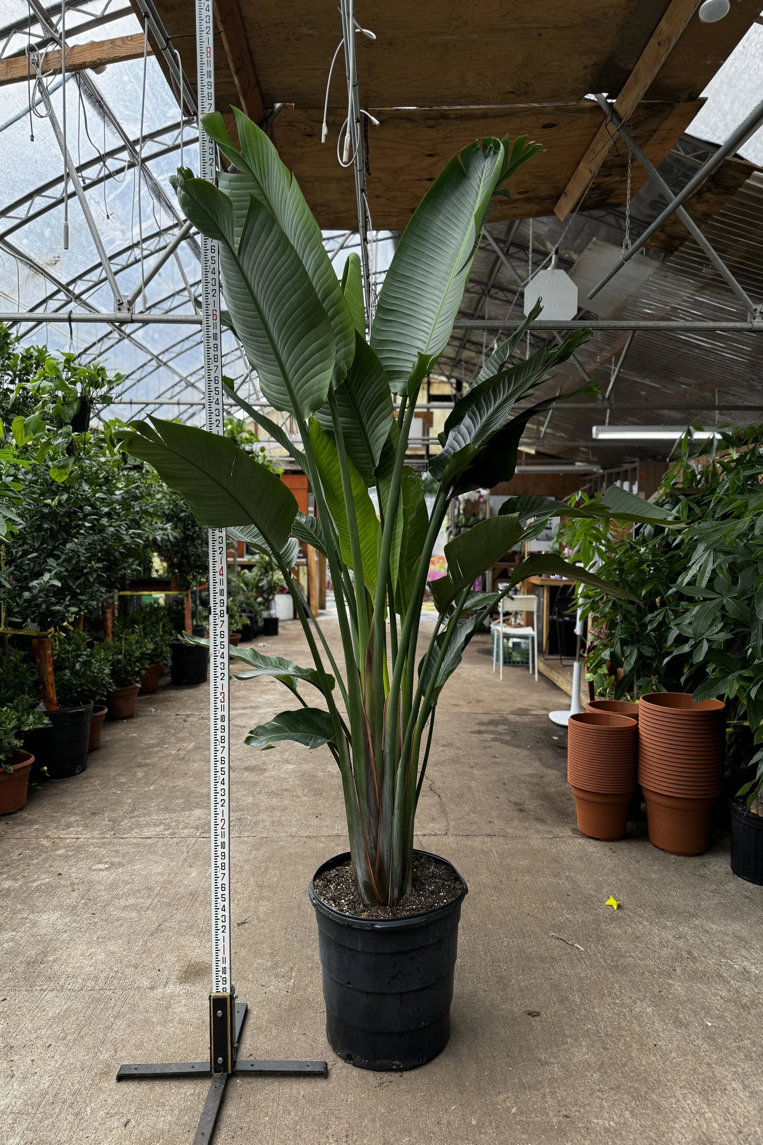Huge Bird of Paradise