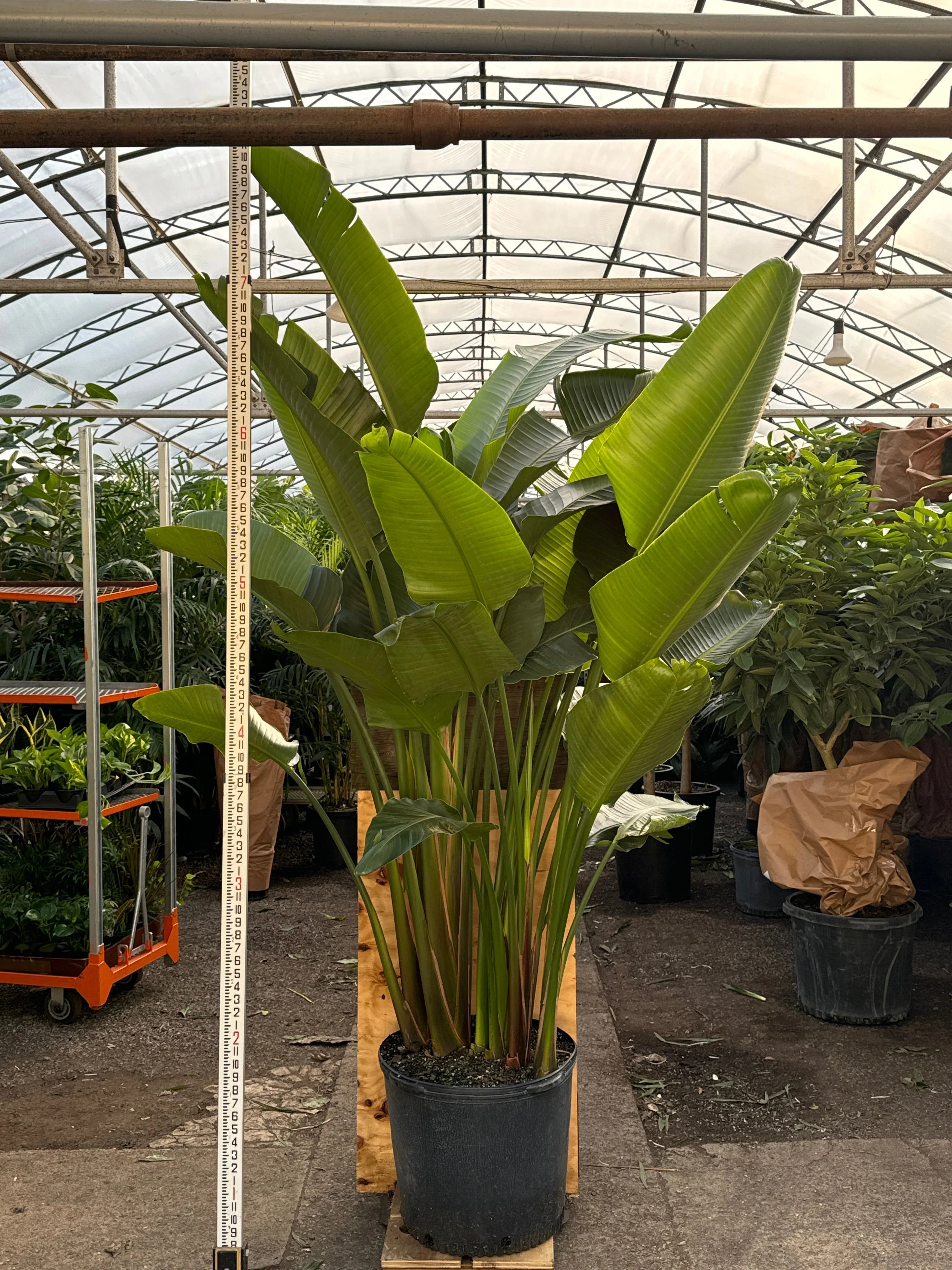 Huge Bird of Paradise