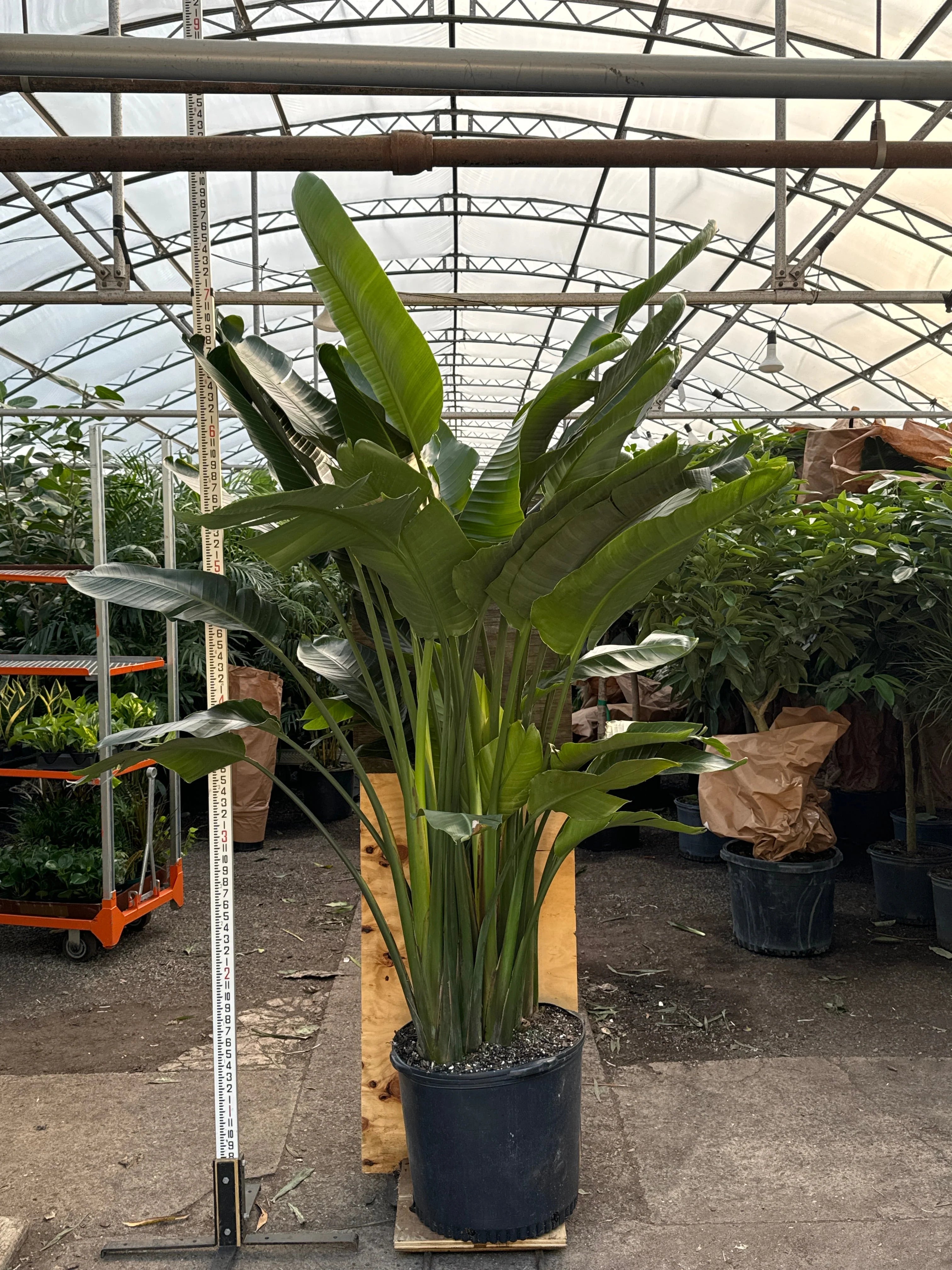 Huge Bird of Paradise