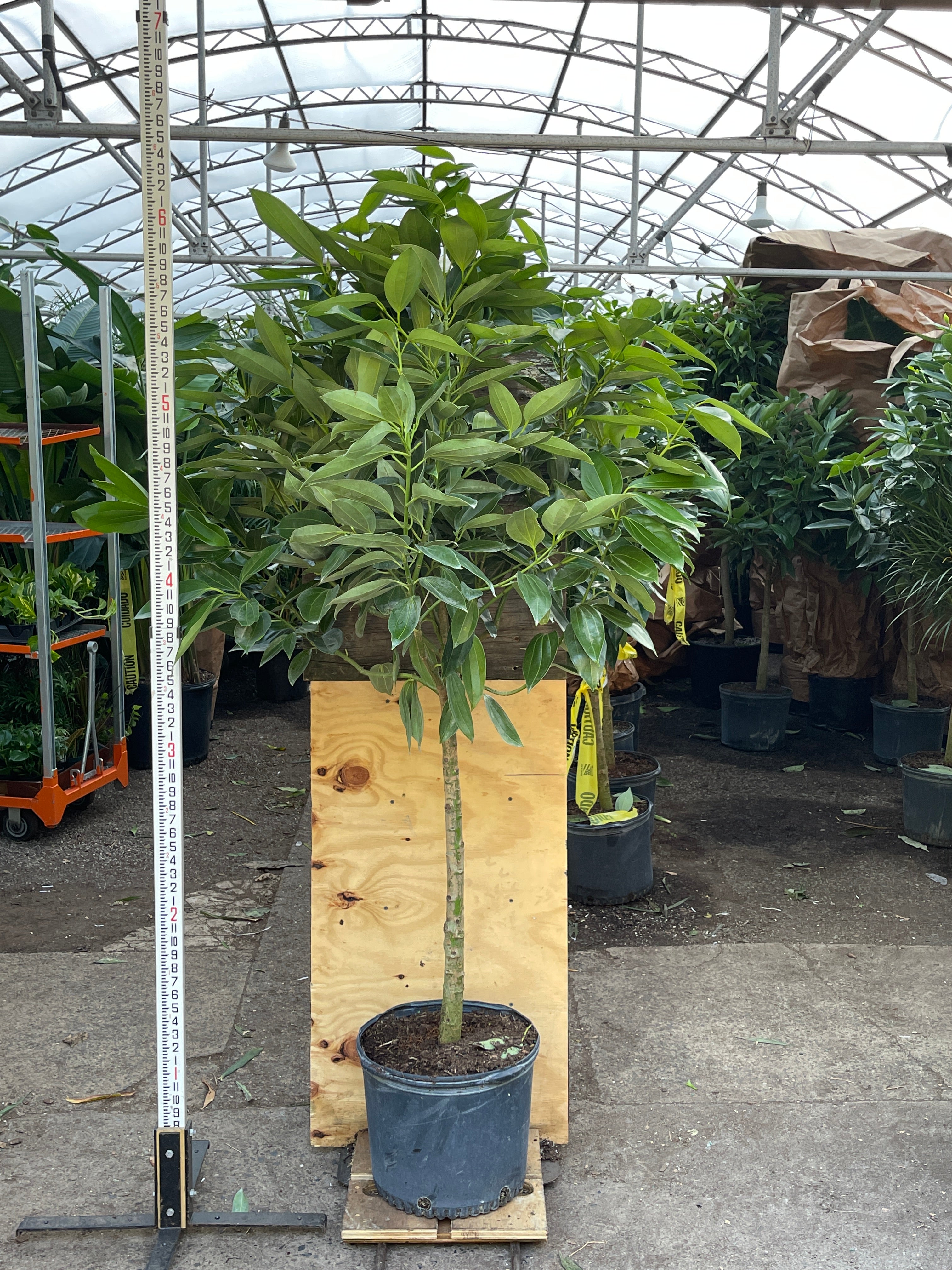 Full Size Cinnamon Plant