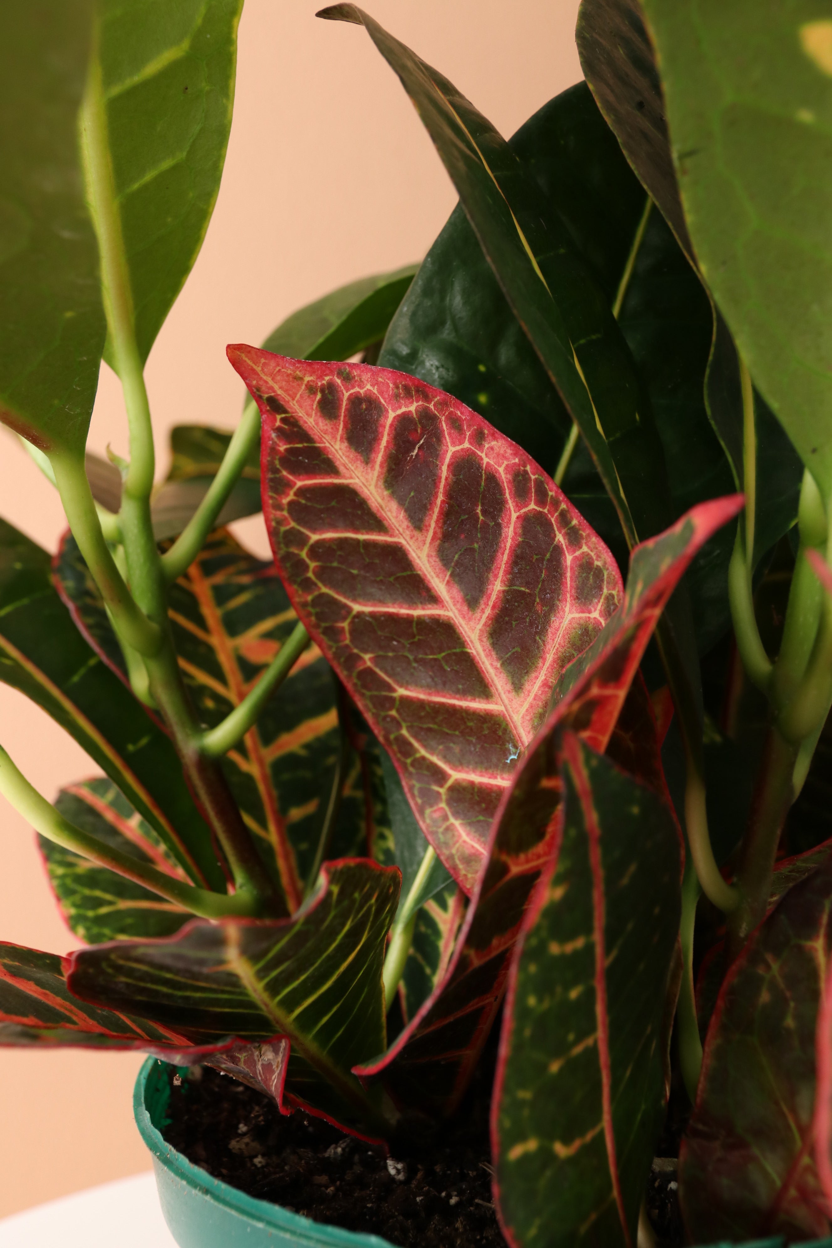 Medium Garden Croton