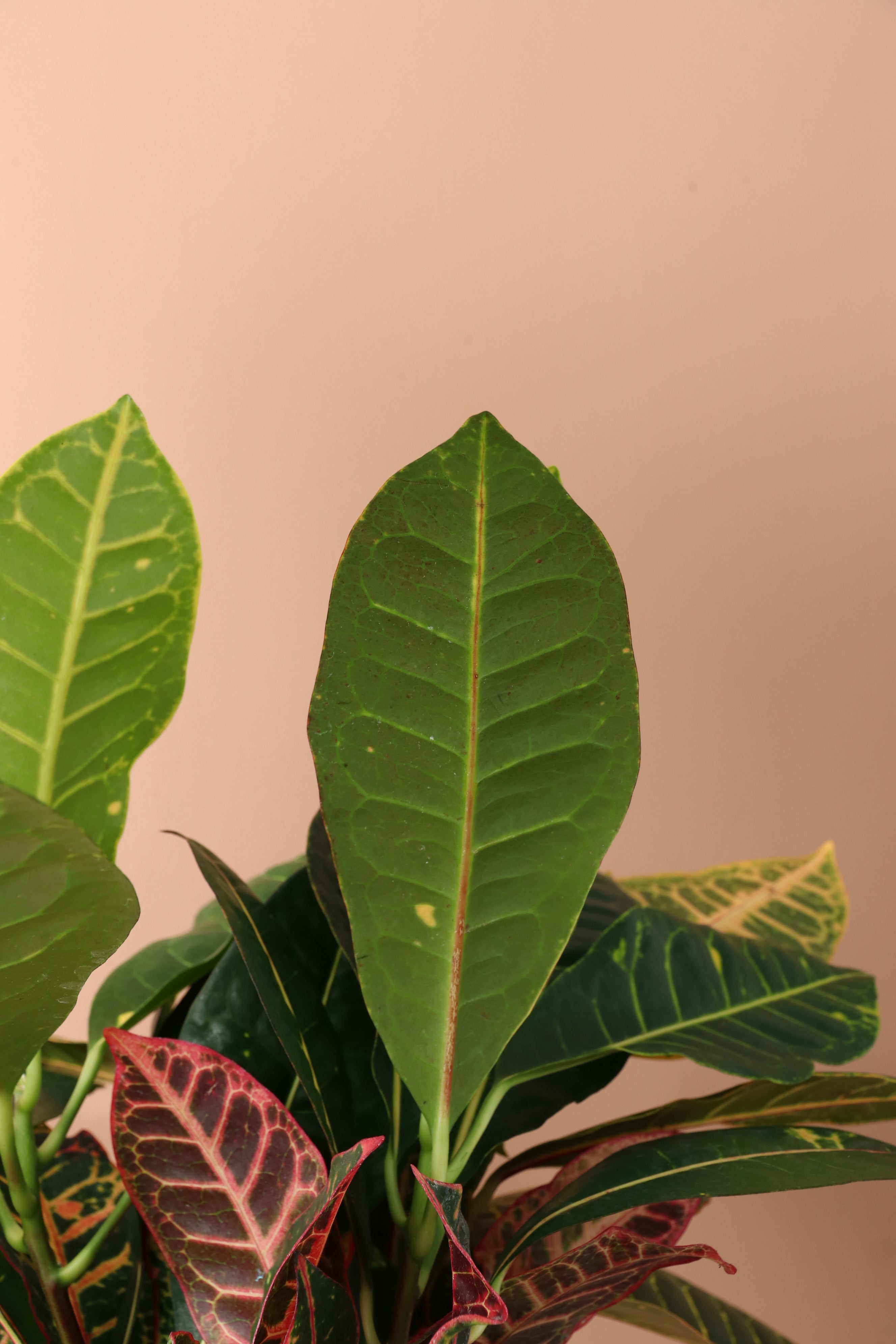 Medium Garden Croton