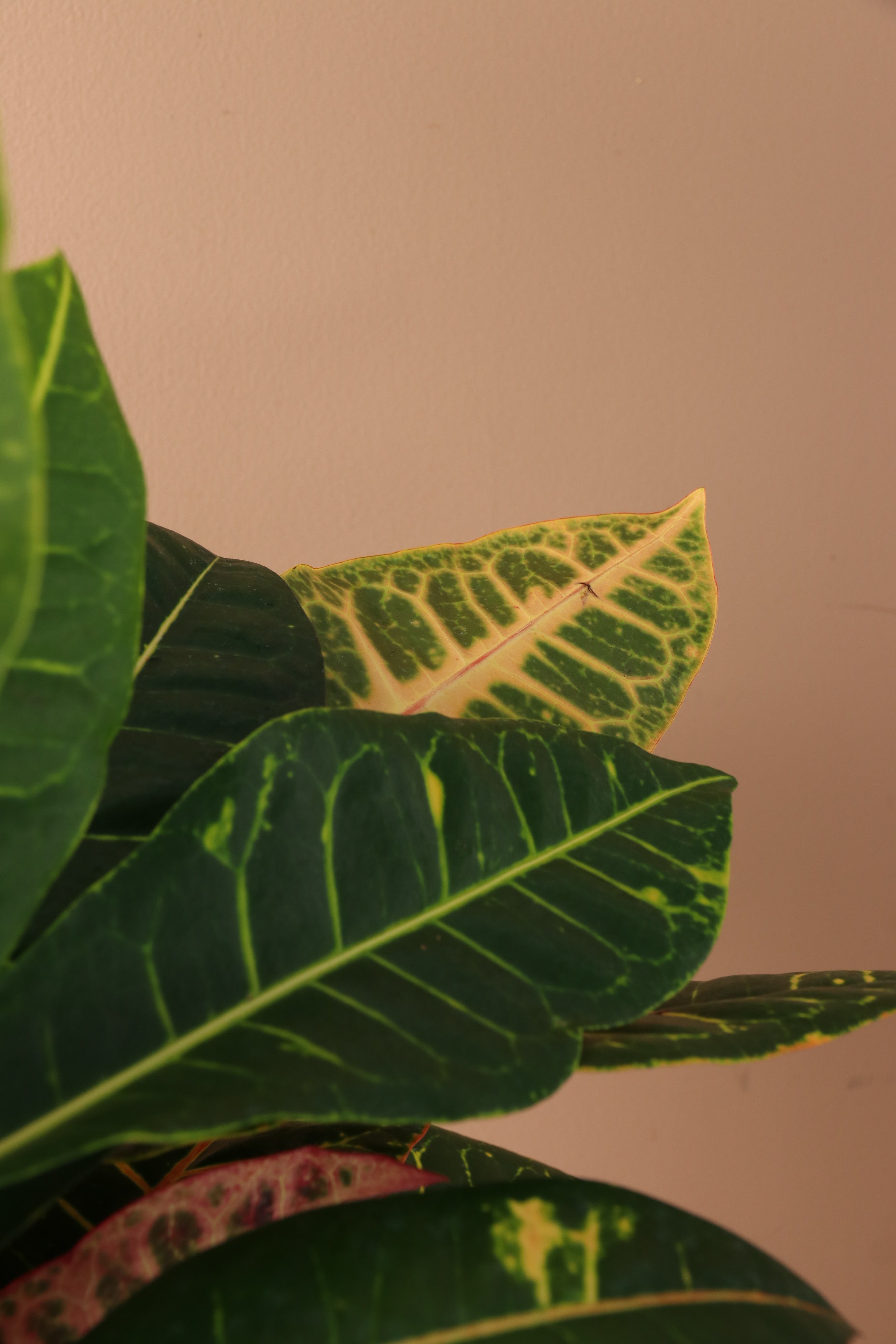 Medium Garden Croton