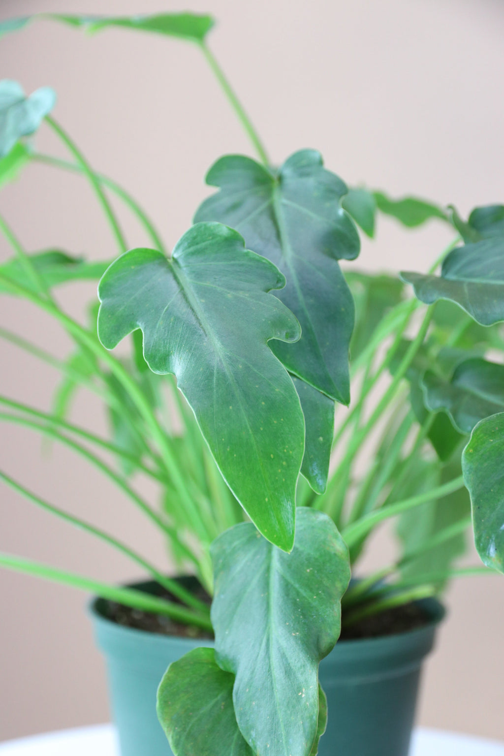 Medium Philodendron 'Xanadu'