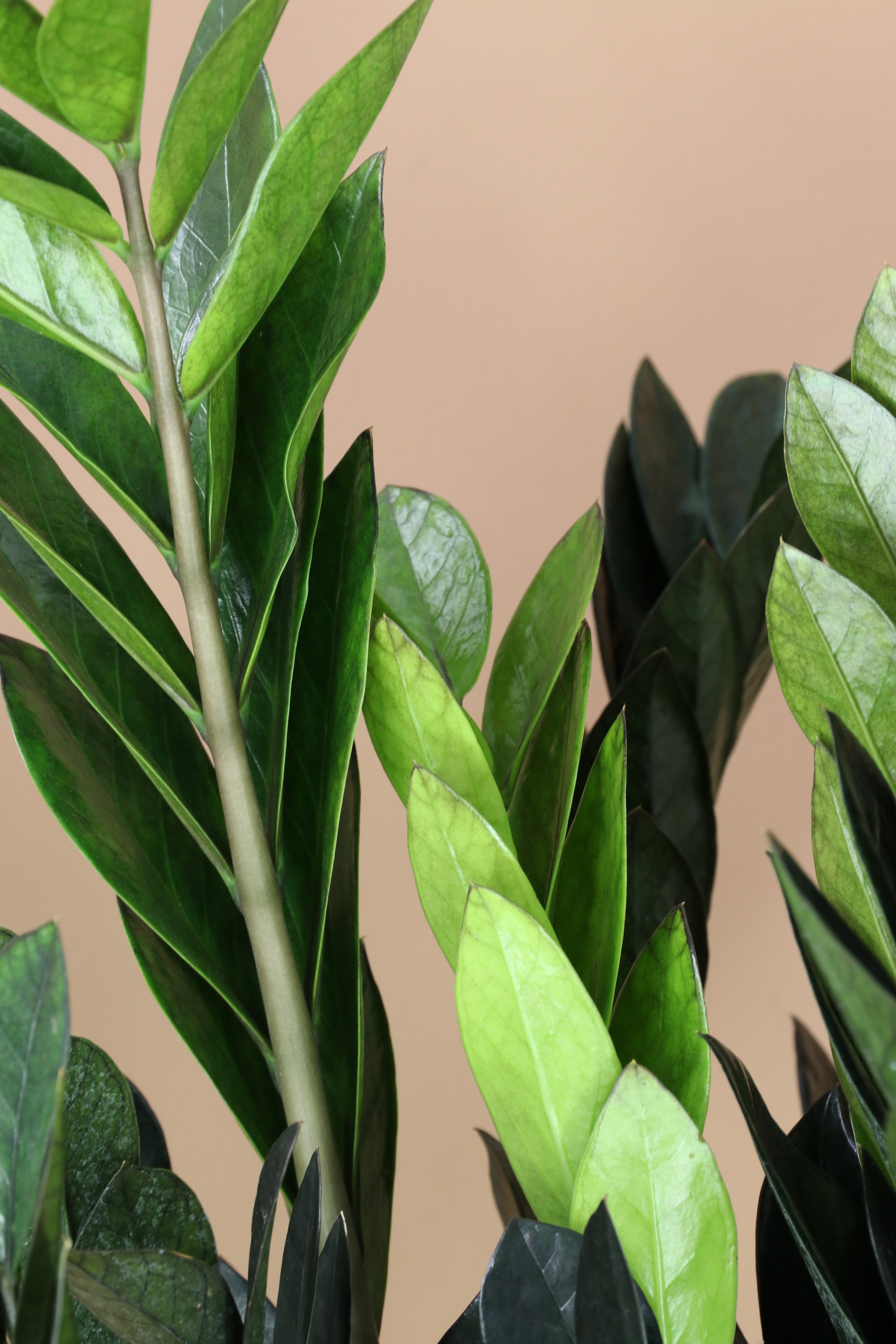 Large Black Raven ZZ Plant