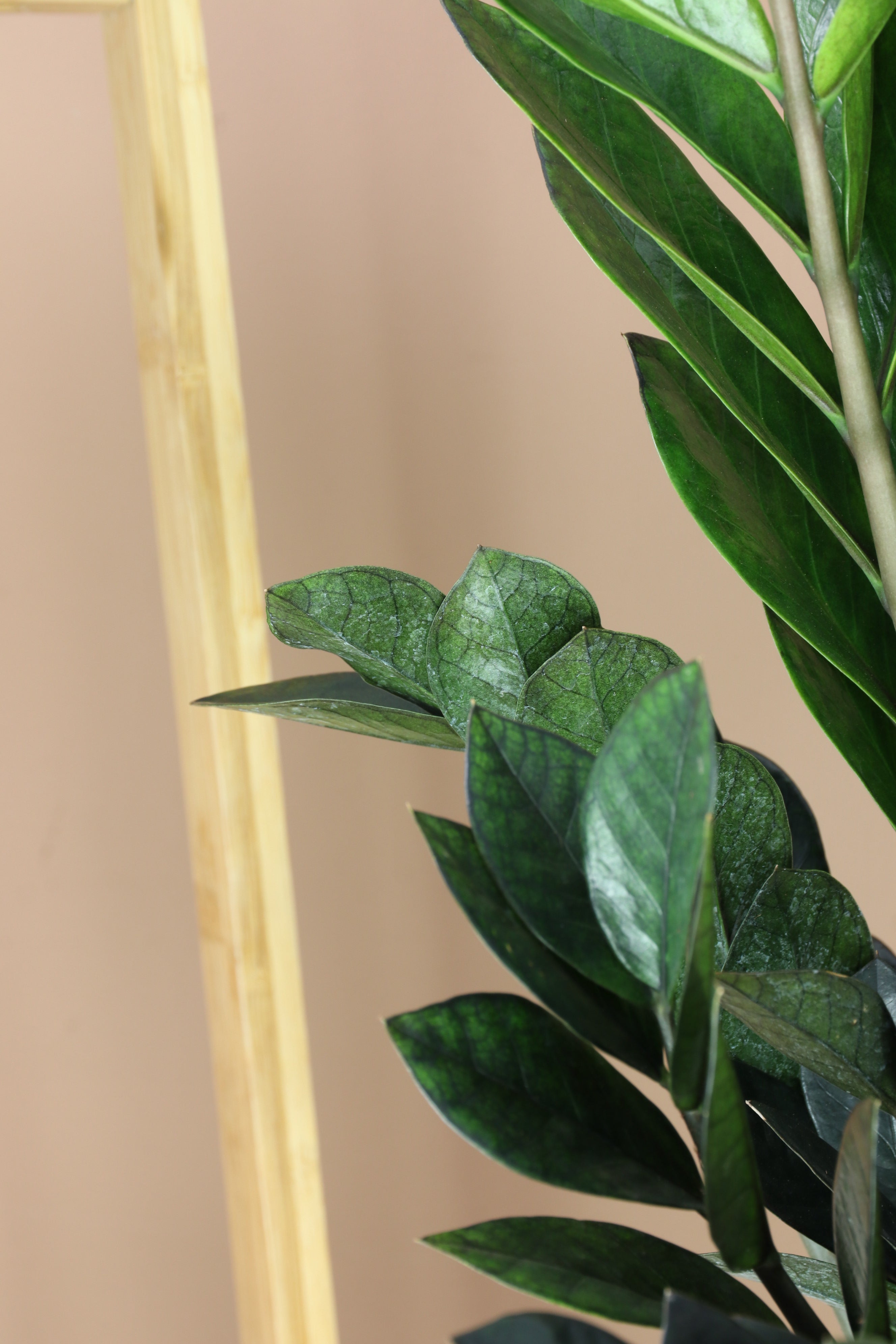 Large Black Raven ZZ Plant