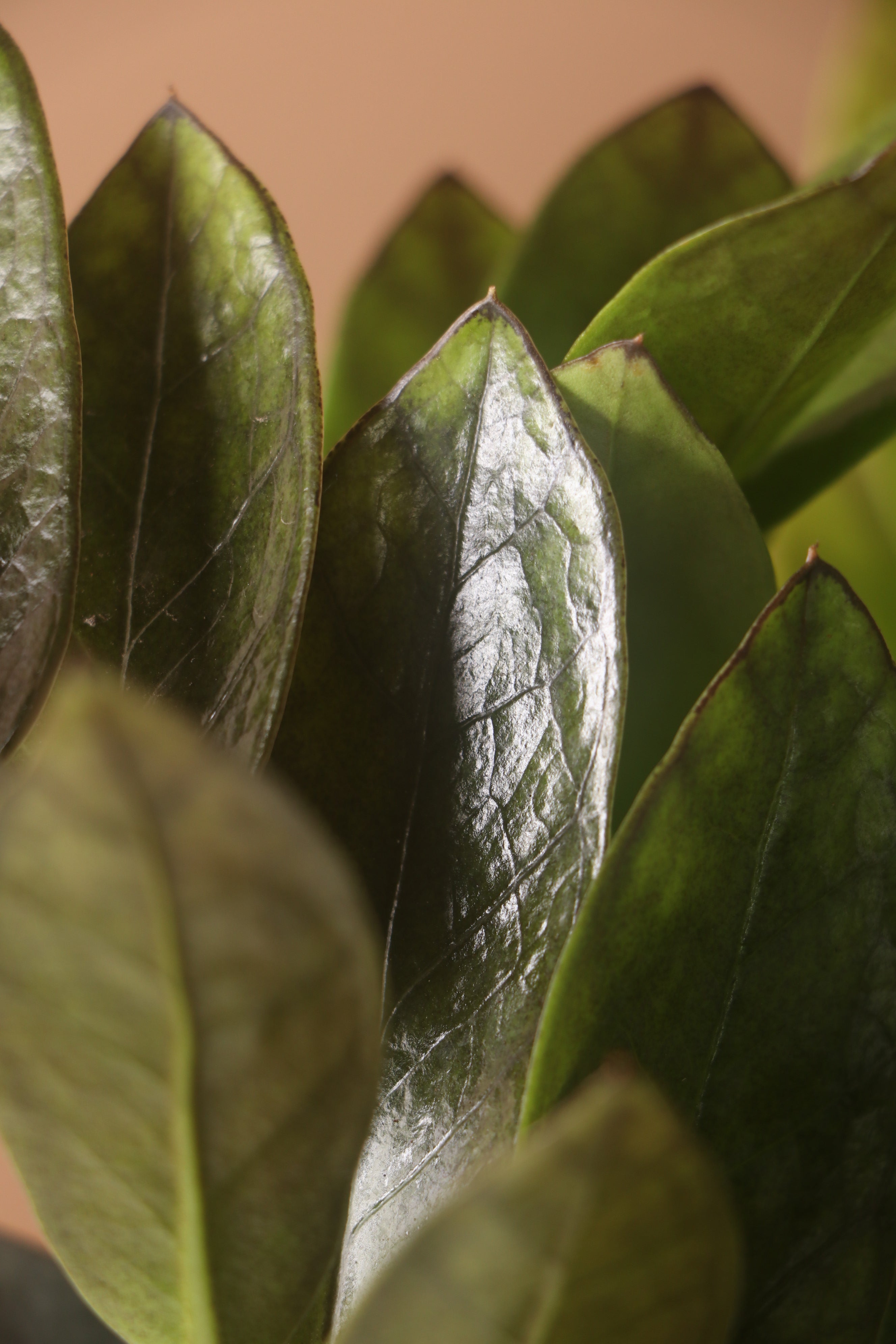 Large Black Raven ZZ Plant