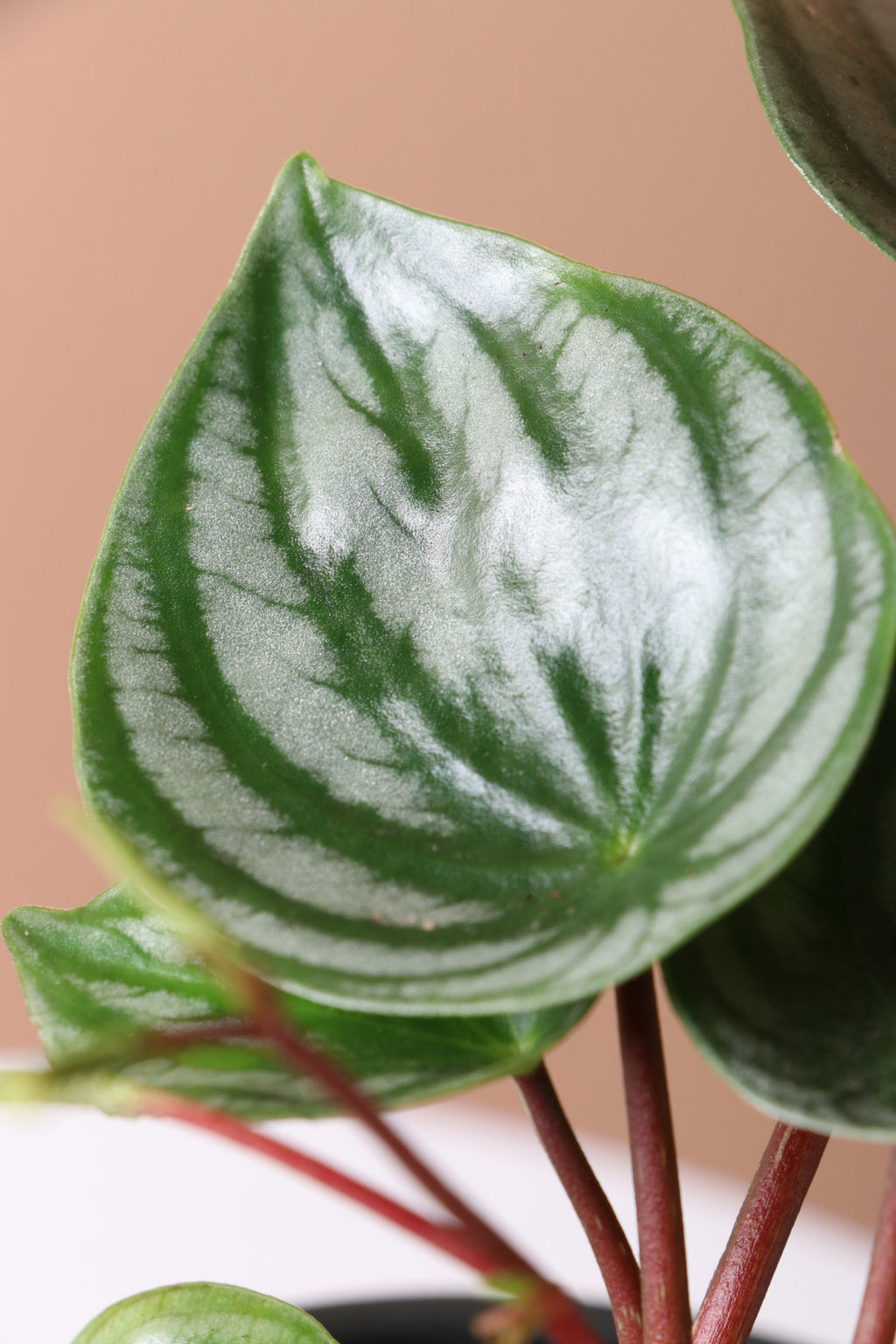 Medium Watermelon Peperomia