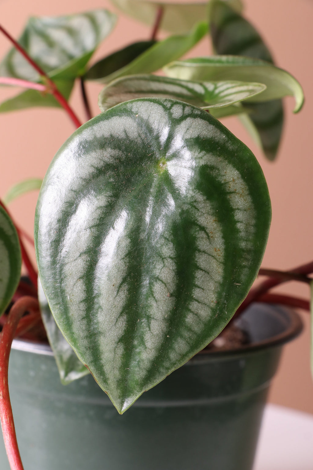 Medium Watermelon Peperomia