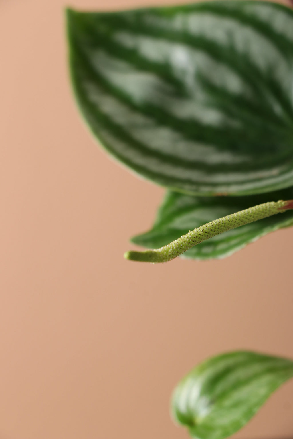Medium Watermelon Peperomia