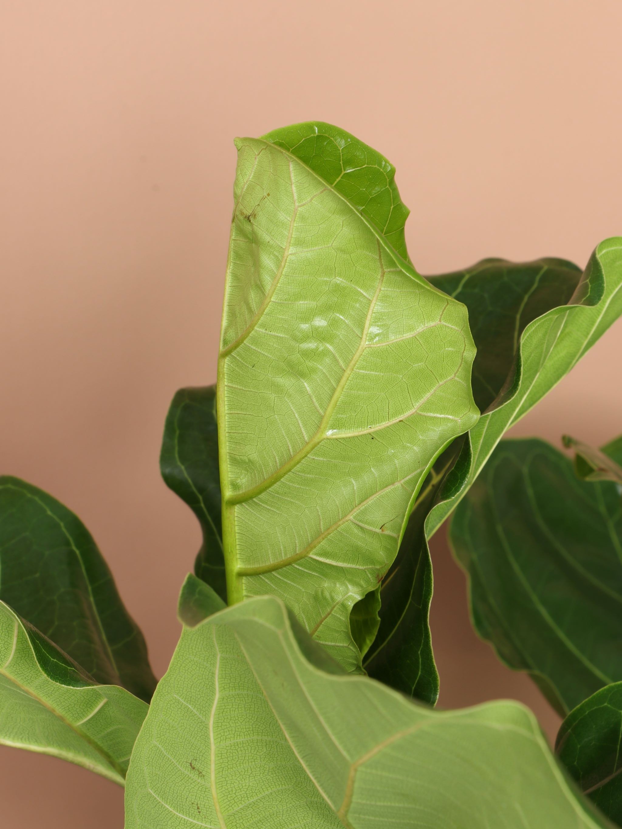 Extra Large Fiddle Leaf Fig
