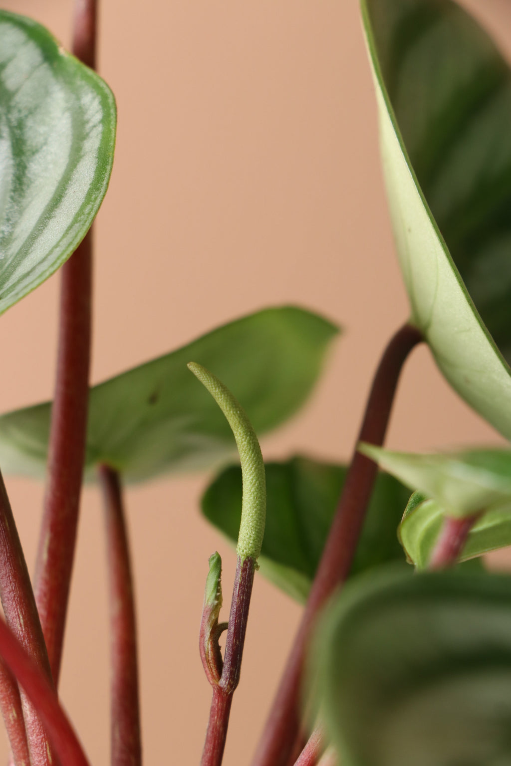 Medium Watermelon Peperomia