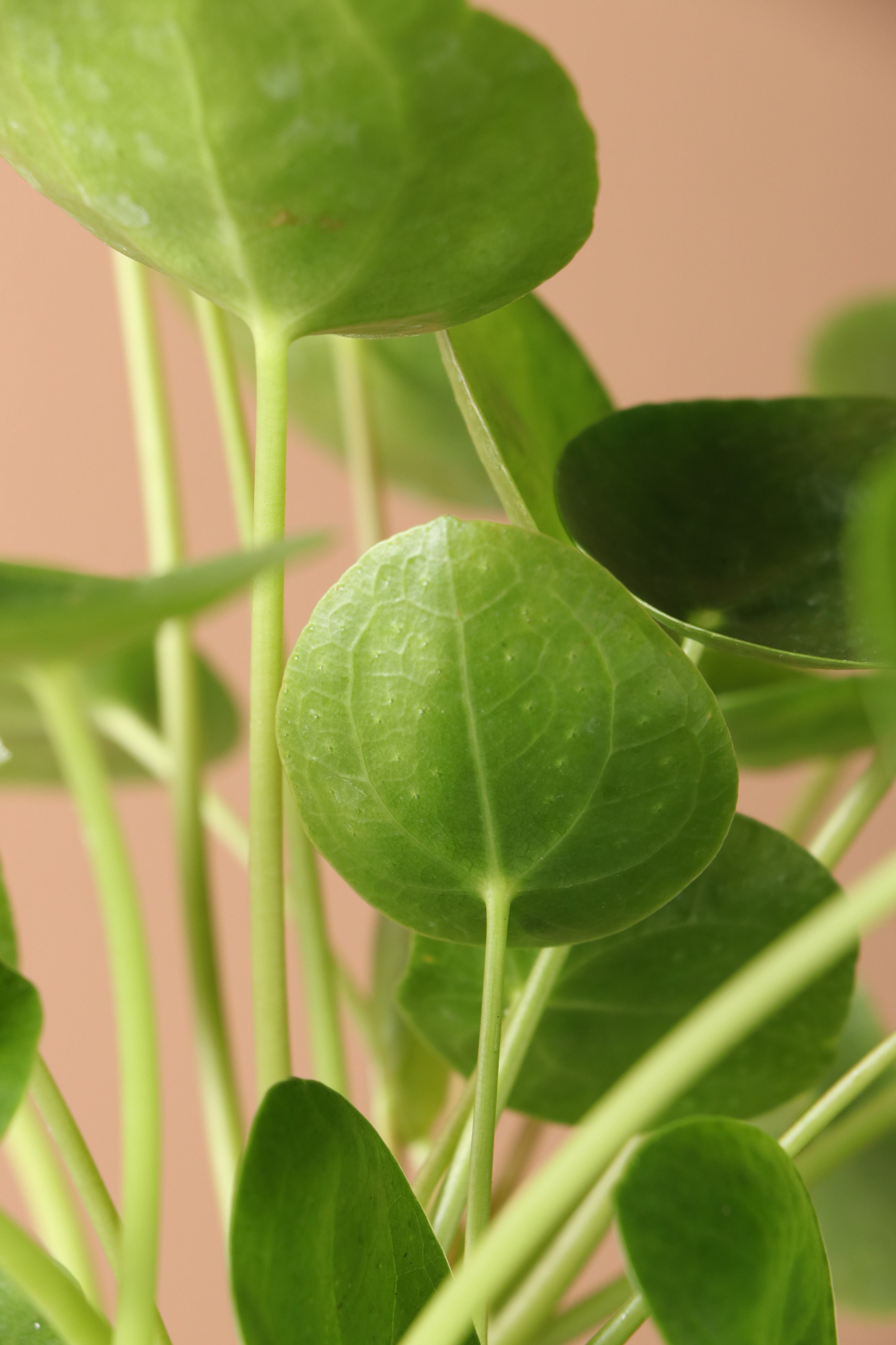 Medium Pilea Peperomioides