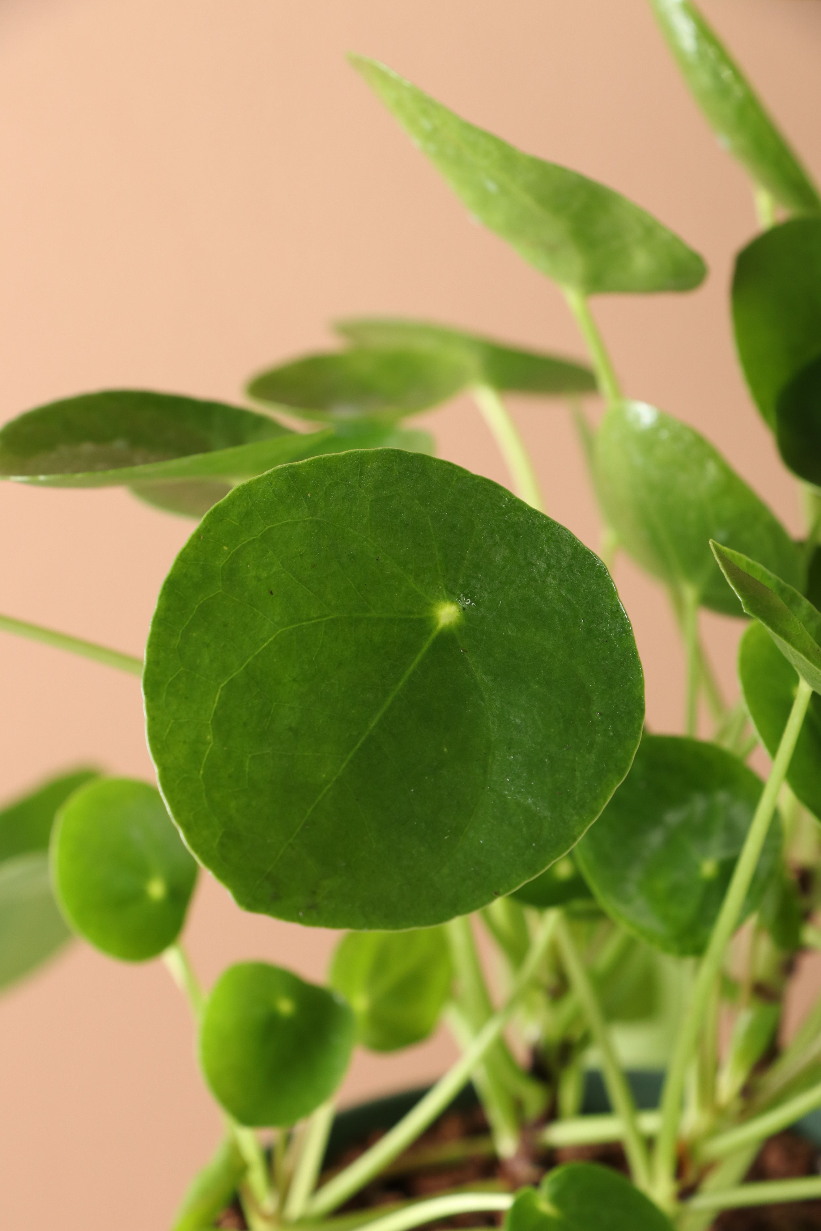 Medium Pilea Peperomioides