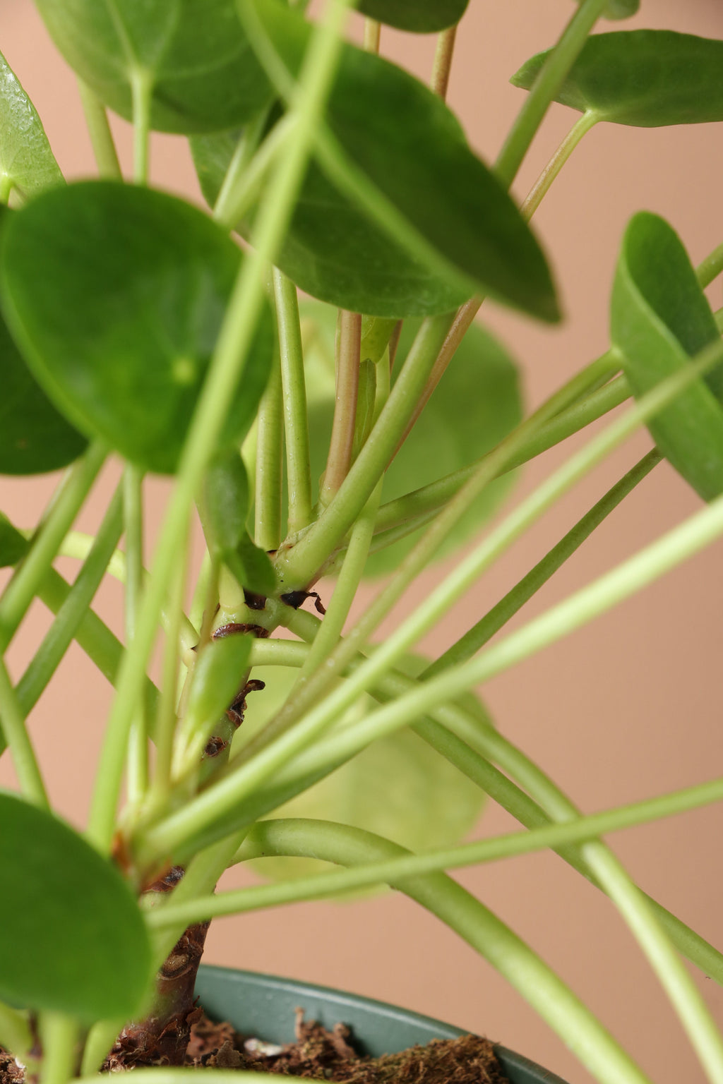 Medium Pilea Peperomioides