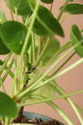 Medium Pilea Peperomioides