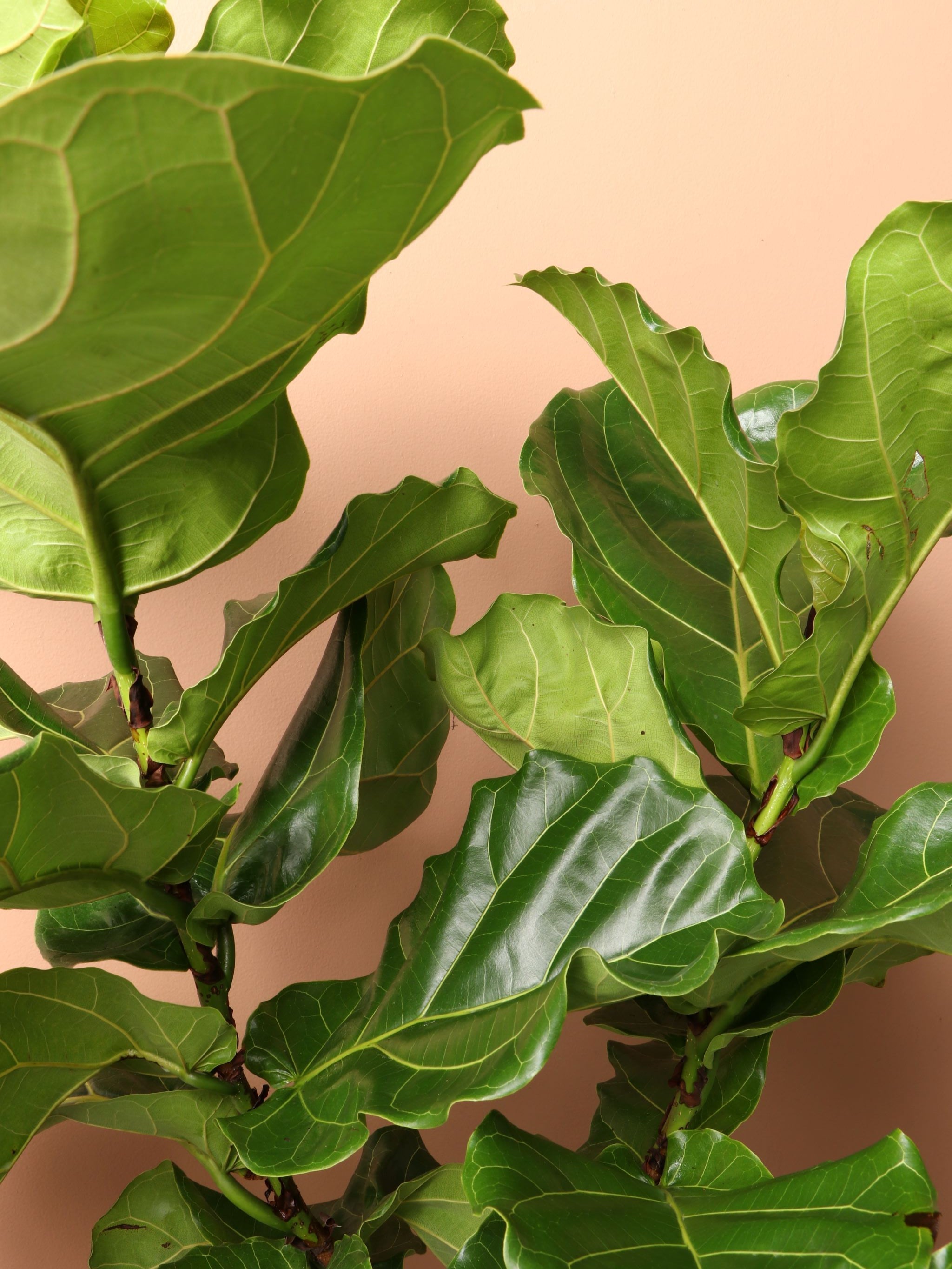 Extra Large Fiddle Leaf Fig