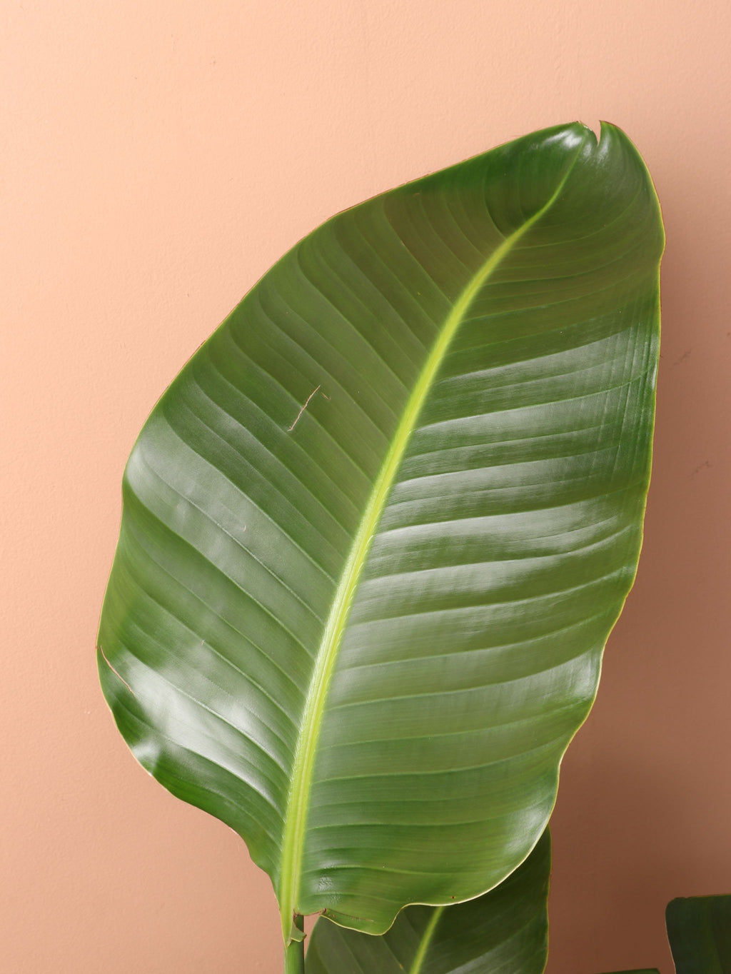 Extra Large Bird Of Paradise