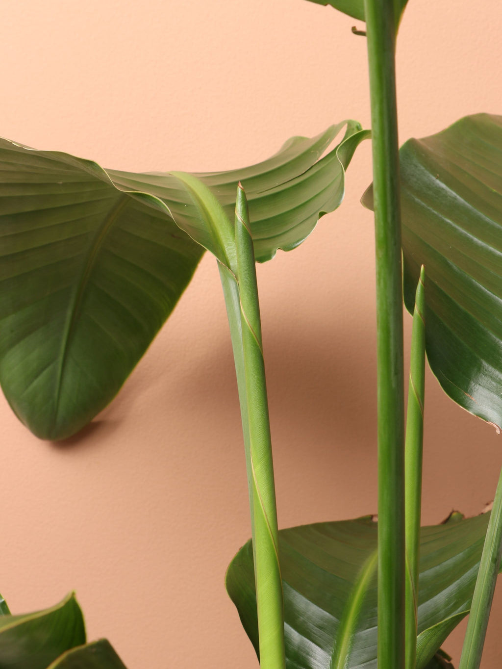 Extra Large Bird Of Paradise