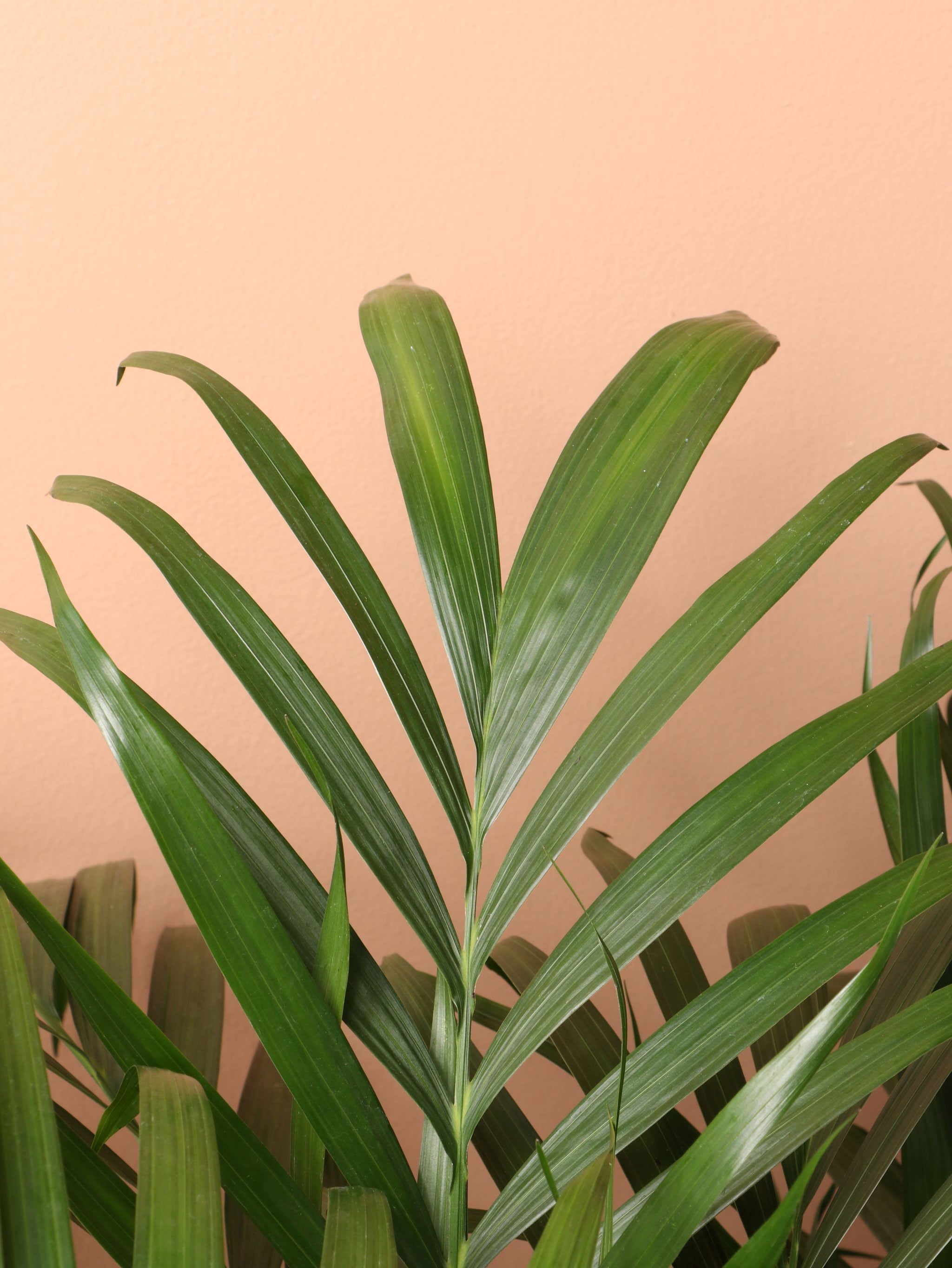 Extra Large Cat Palm