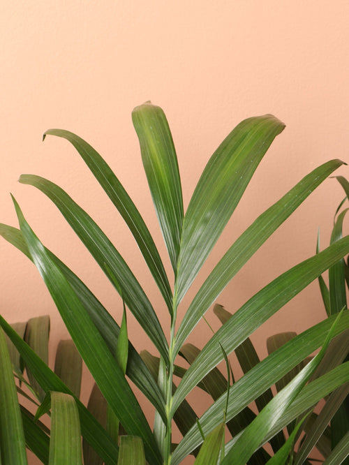 Extra Large Cat Palm