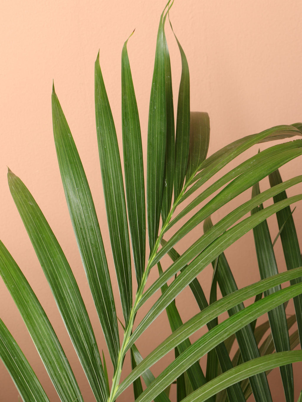 Extra Large Cat Palm