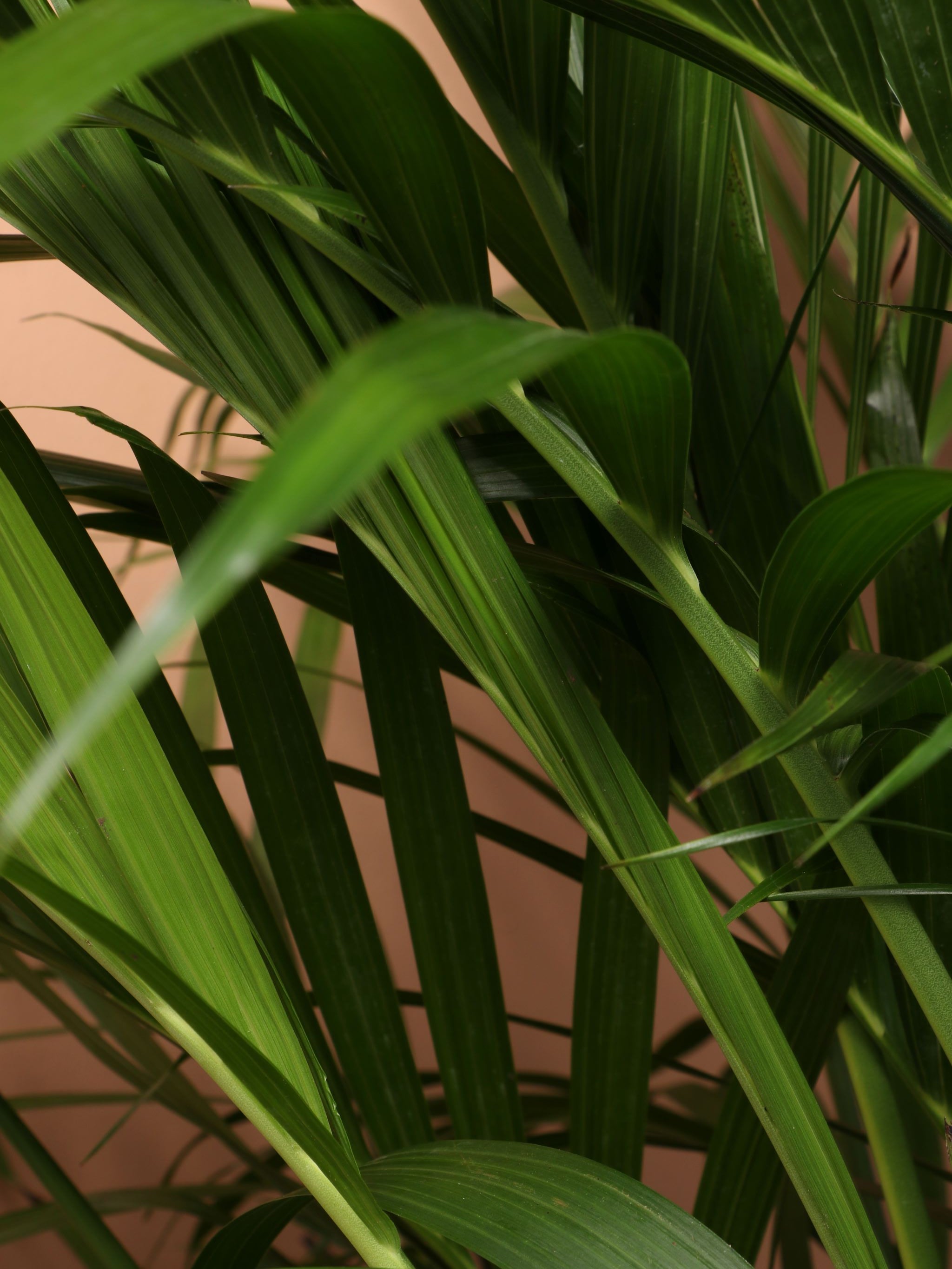 Extra Large Cat Palm